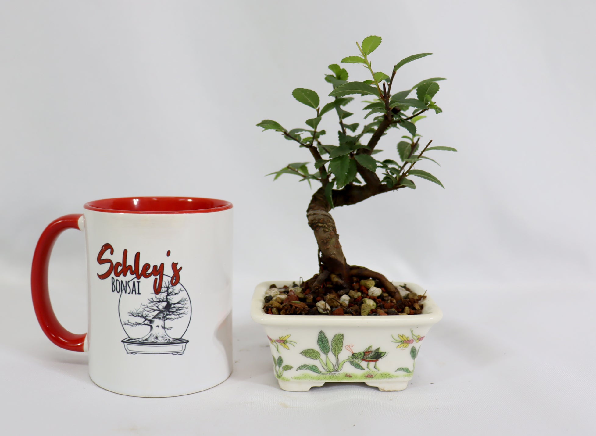 Mame Chinese Elm in a Glazed Grasshopper Pot