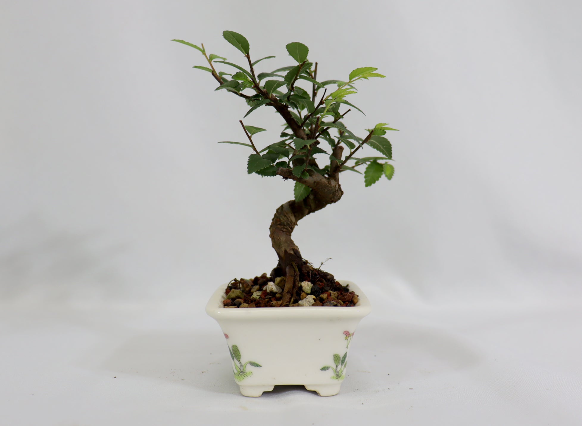 Mame Chinese Elm in a Glazed Grasshopper Pot