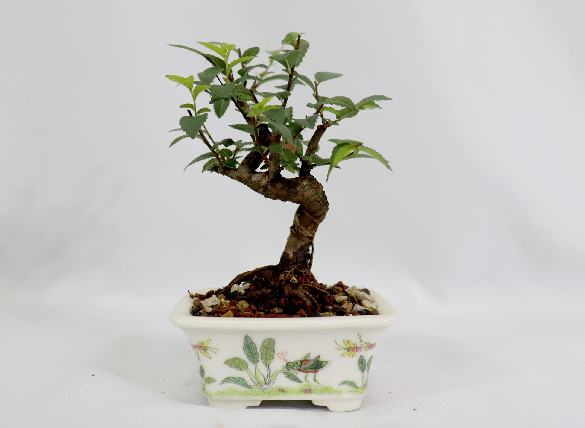 Mame Chinese Elm in a Glazed Grasshopper Pot - Schley's Bonsai