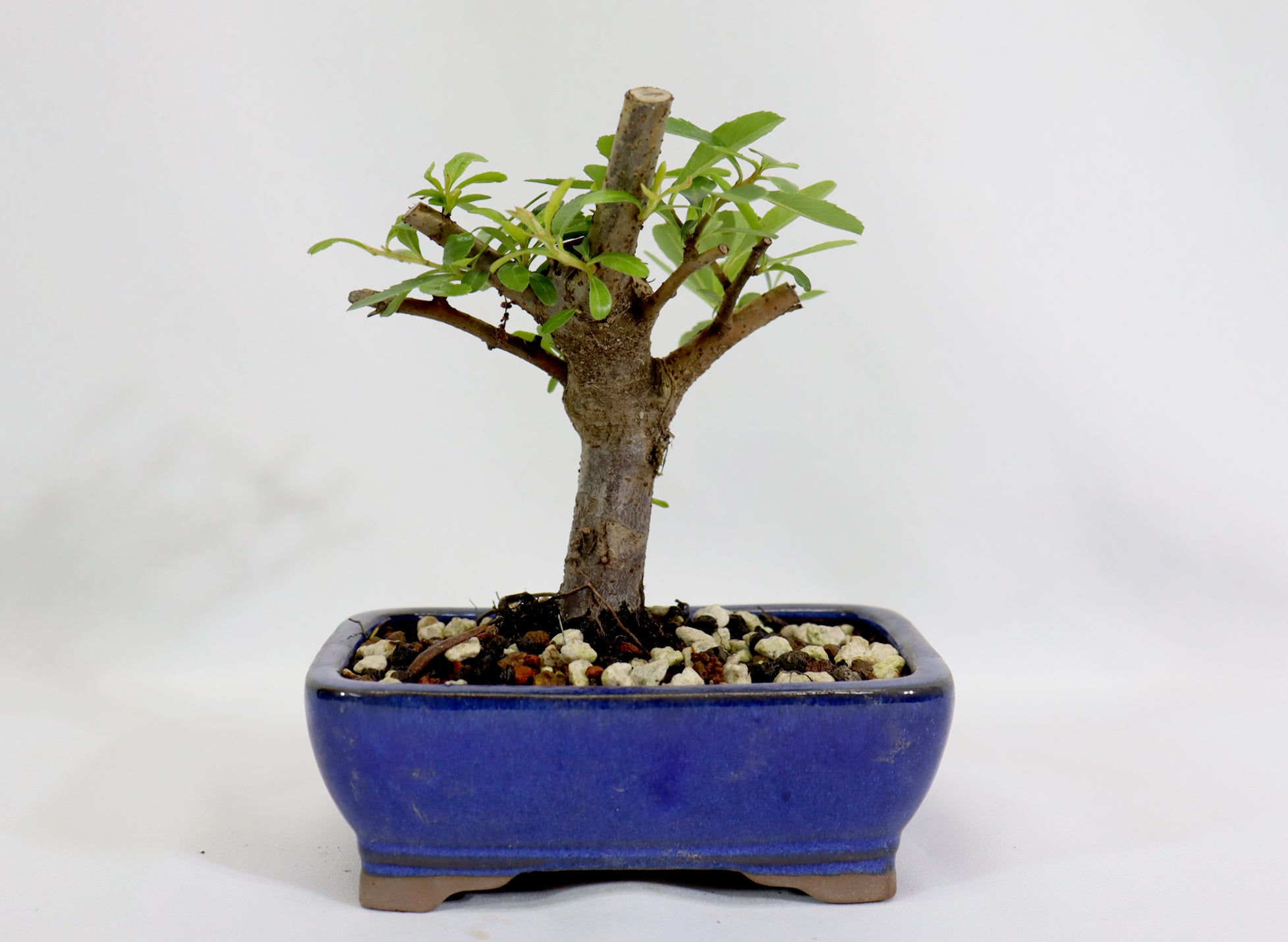 Pyracantha in a Blue Glazed Container - Schley's Bonsai