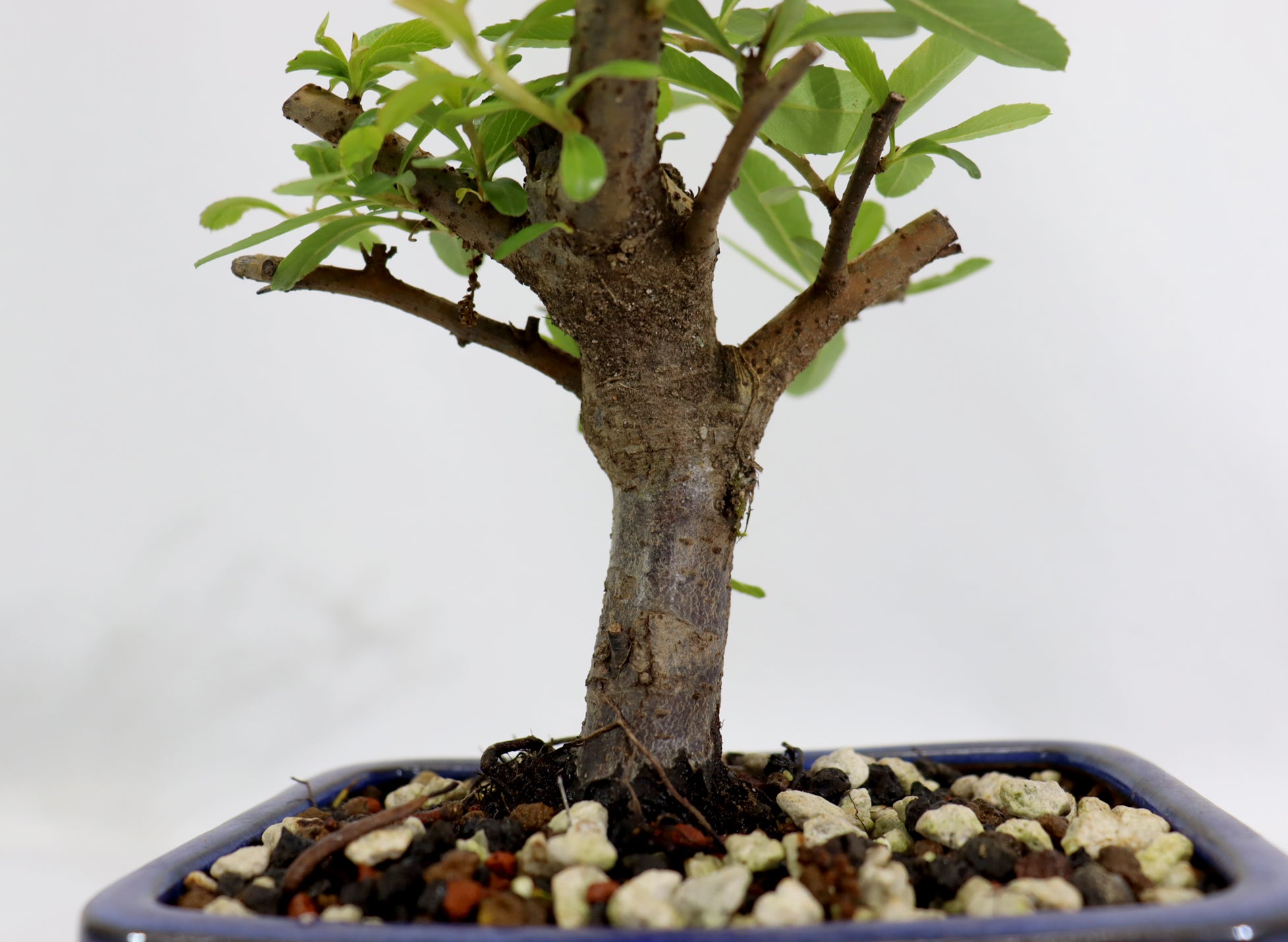Pyracantha in a Blue Glazed Container