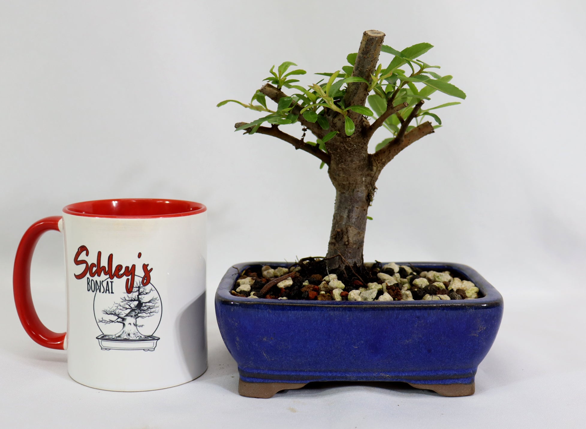 Pyracantha in a Blue Glazed Container