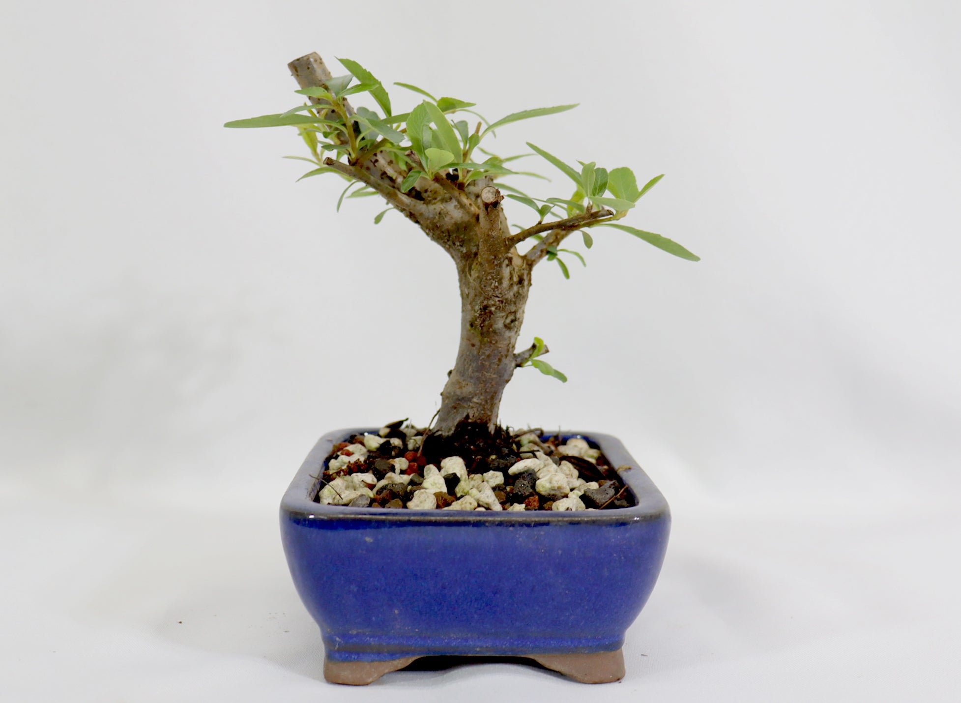 Pyracantha in a Blue Glazed Container - Schley's Bonsai