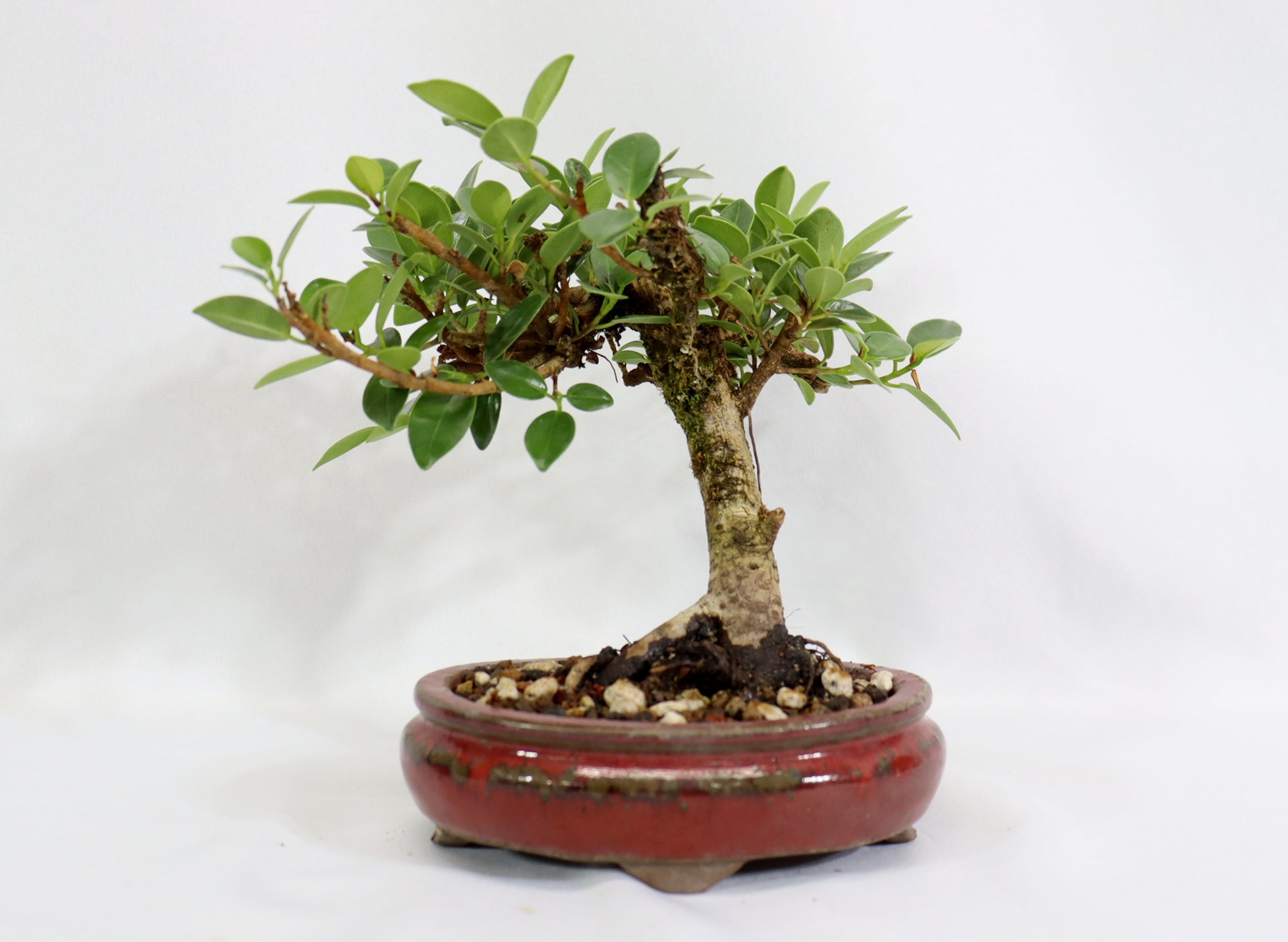 Green Mound Ficus in an Oxblood Glazed Pot - Schley's Bonsai