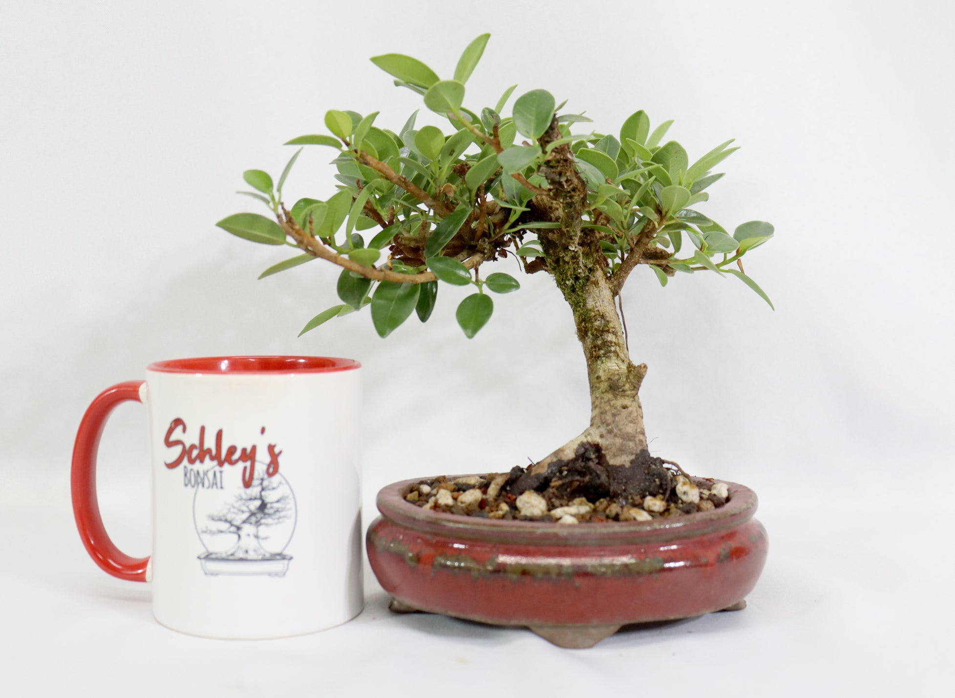Green Mound Ficus in an Oxblood Glazed Pot