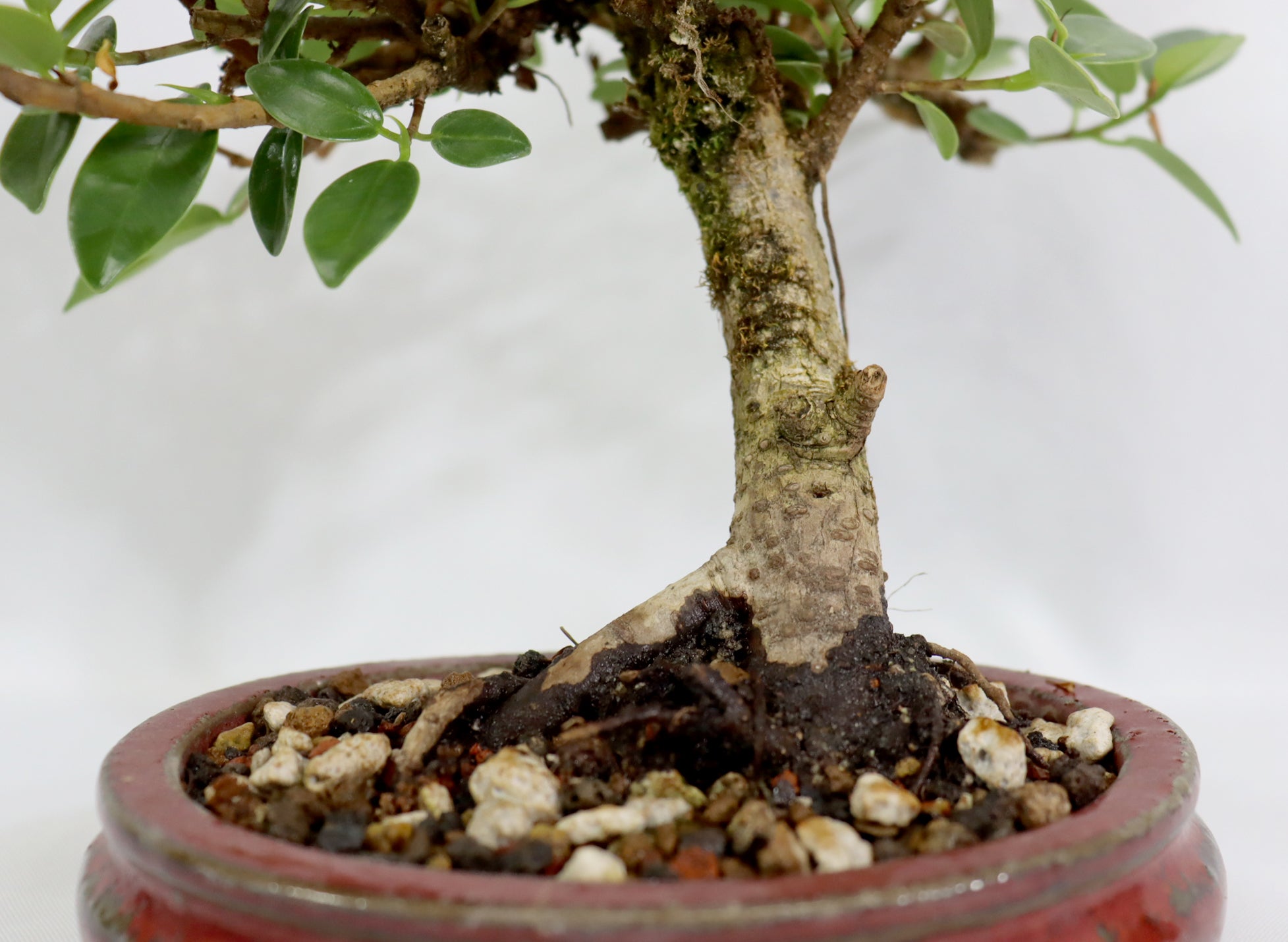 Green Mound Ficus in an Oxblood Glazed Pot