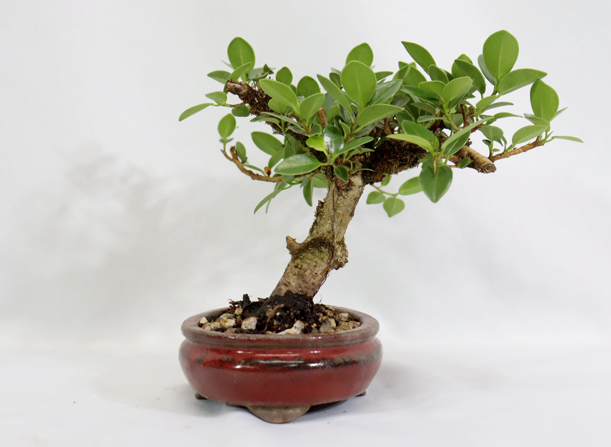 Green Mound Ficus in an Oxblood Glazed Pot - Schley's Bonsai