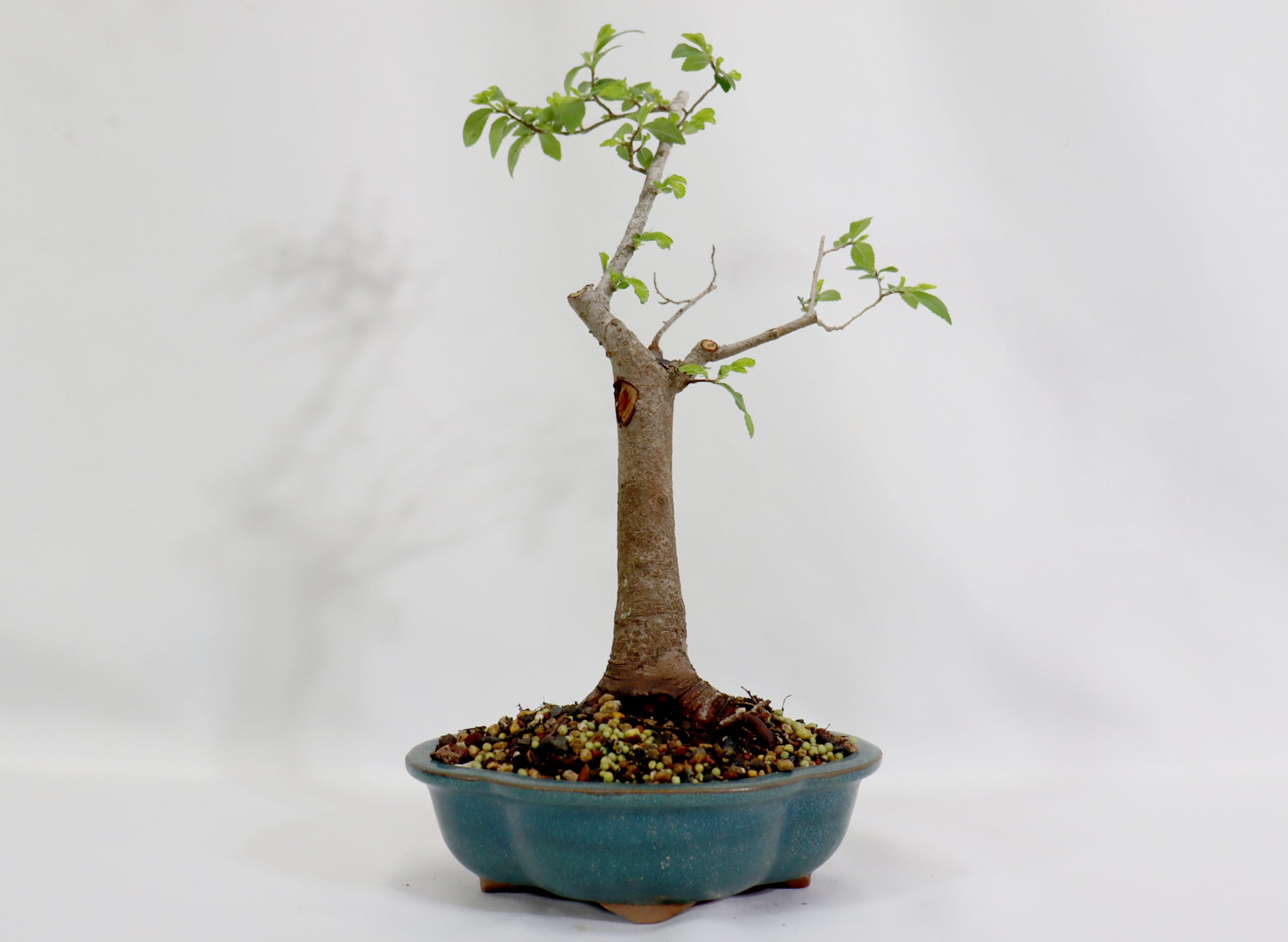 Chinese Elm in a Glazed Lotus Pot - Schley's Bonsai