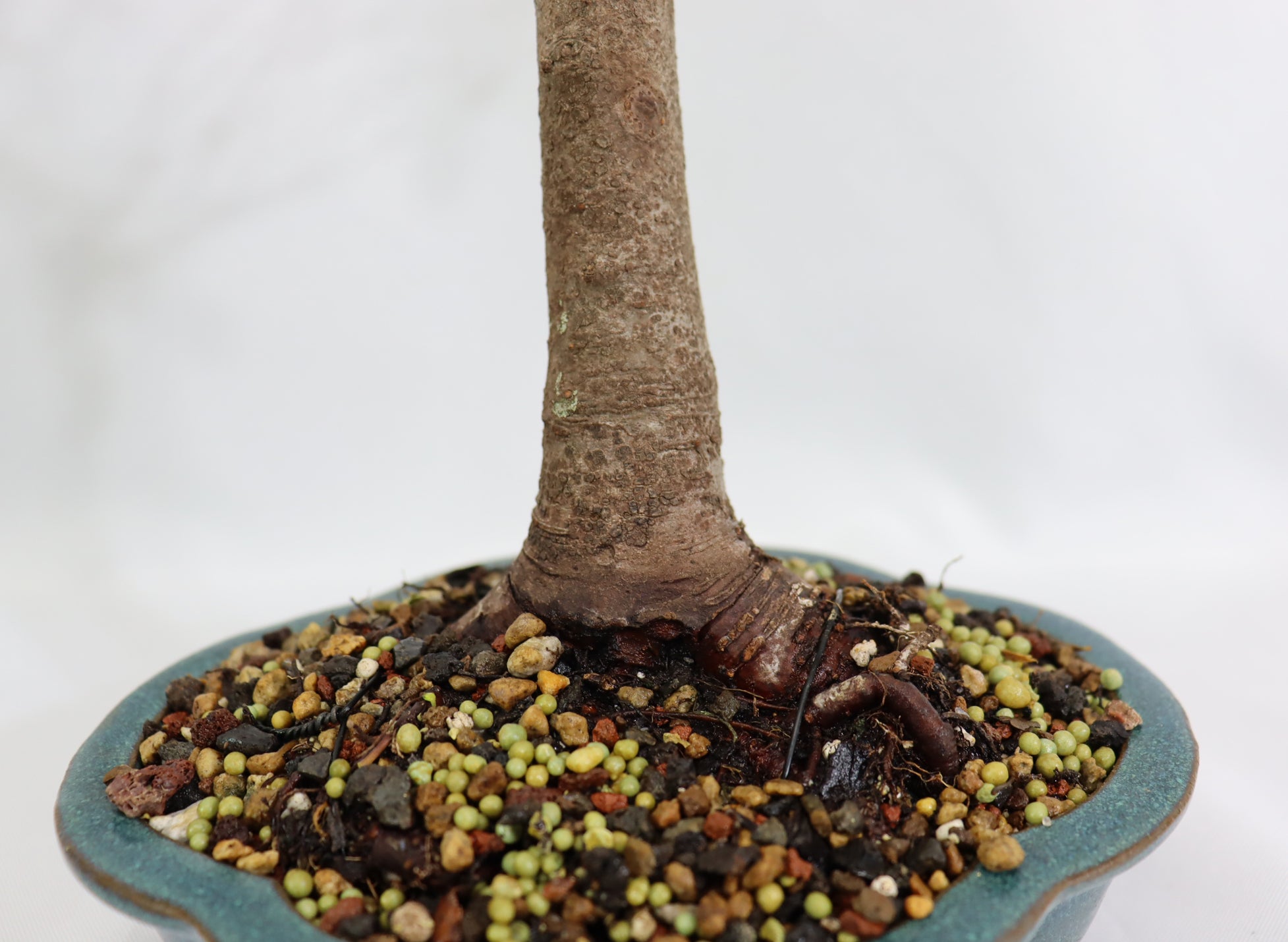 Chinese Elm in a Glazed Lotus Pot