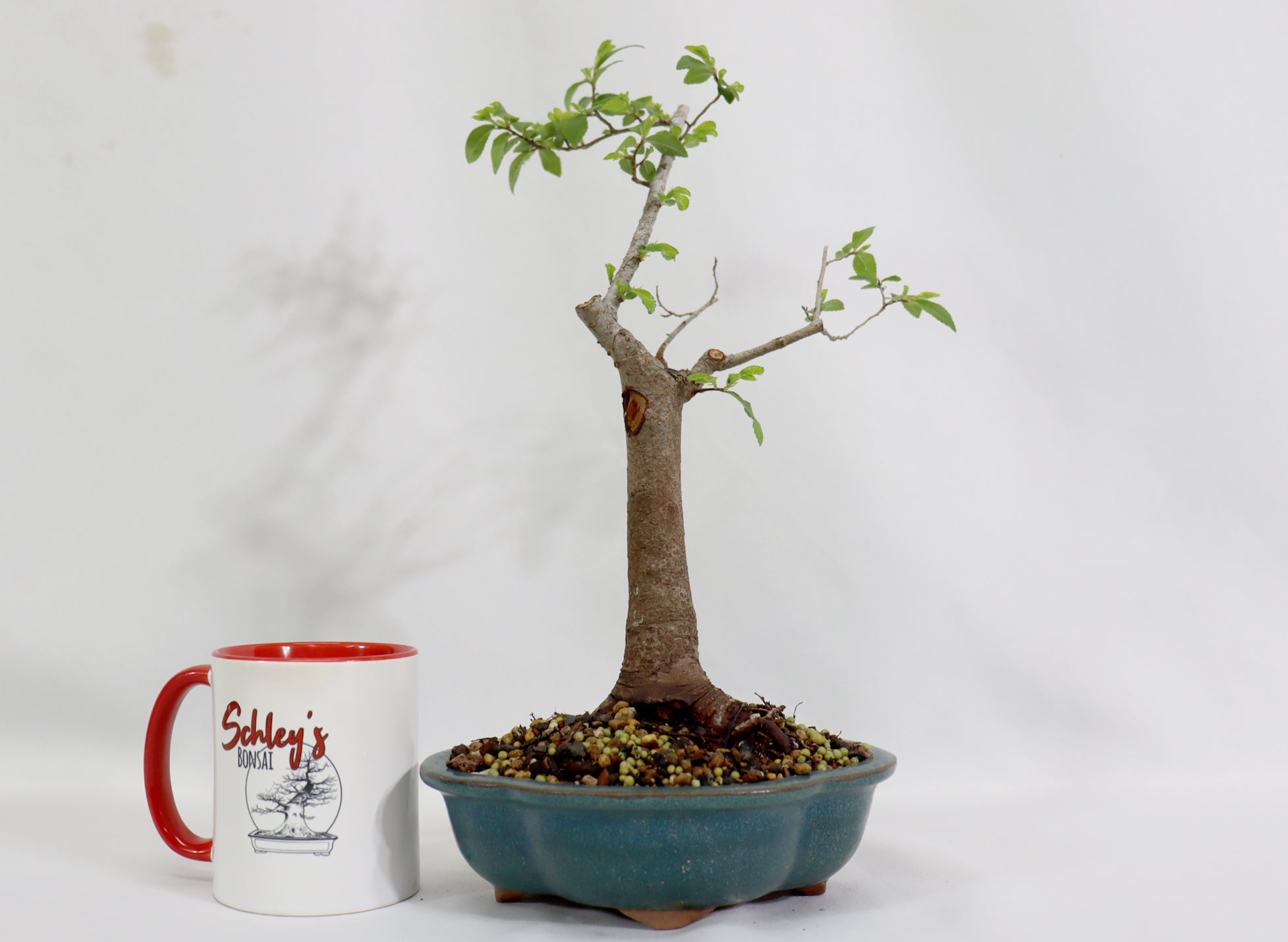 Chinese Elm in a Glazed Lotus Pot