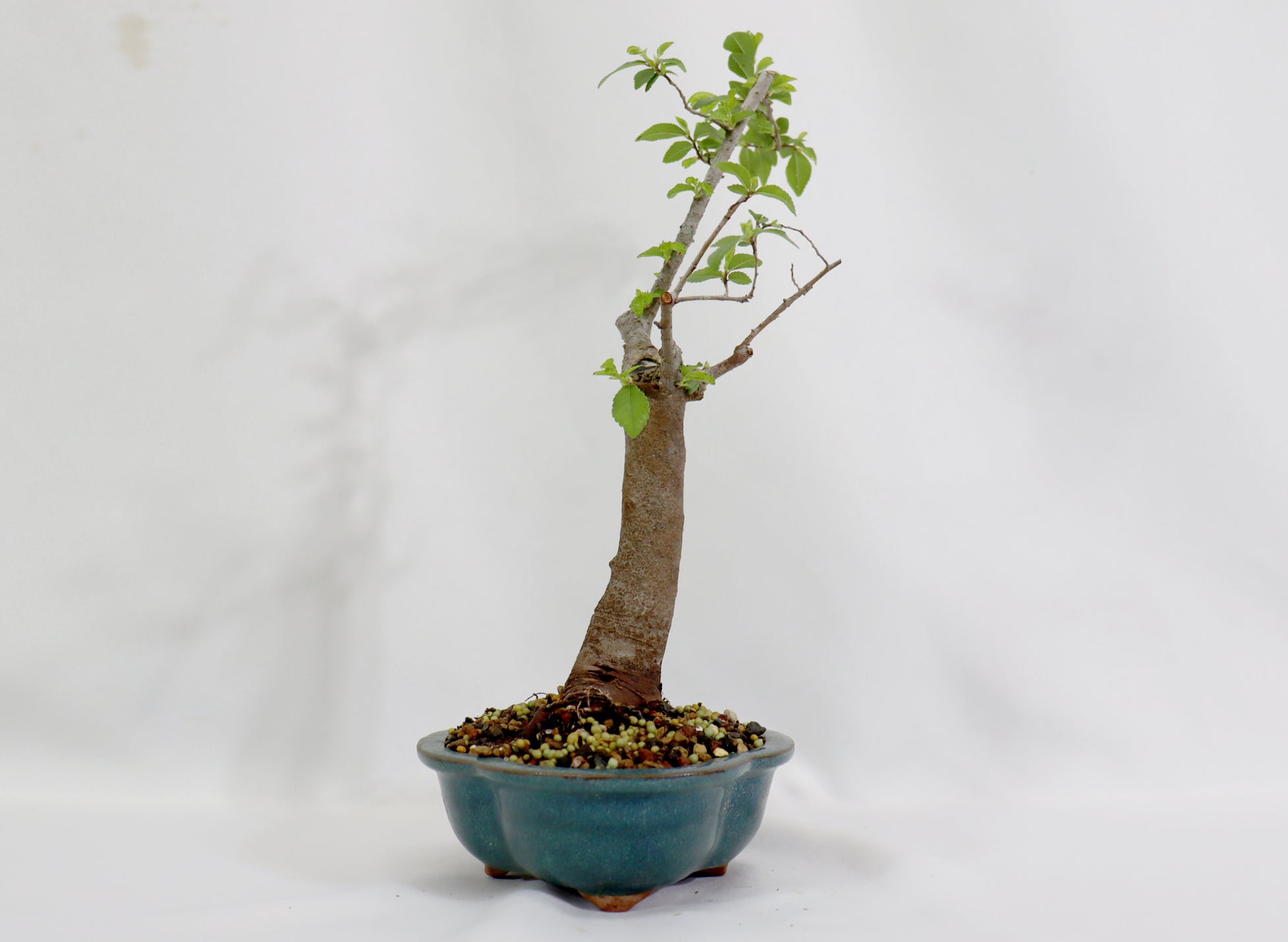 Chinese Elm in a Glazed Lotus Pot - Schley's Bonsai