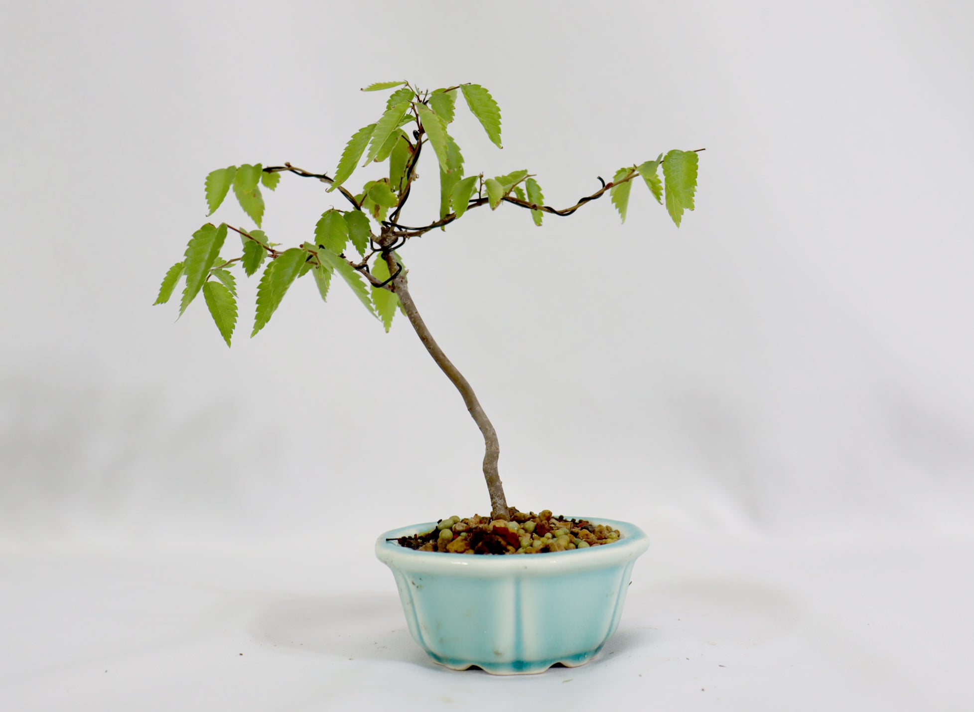Zelkova in a Chopped Quality Pot - Schley's Bonsai