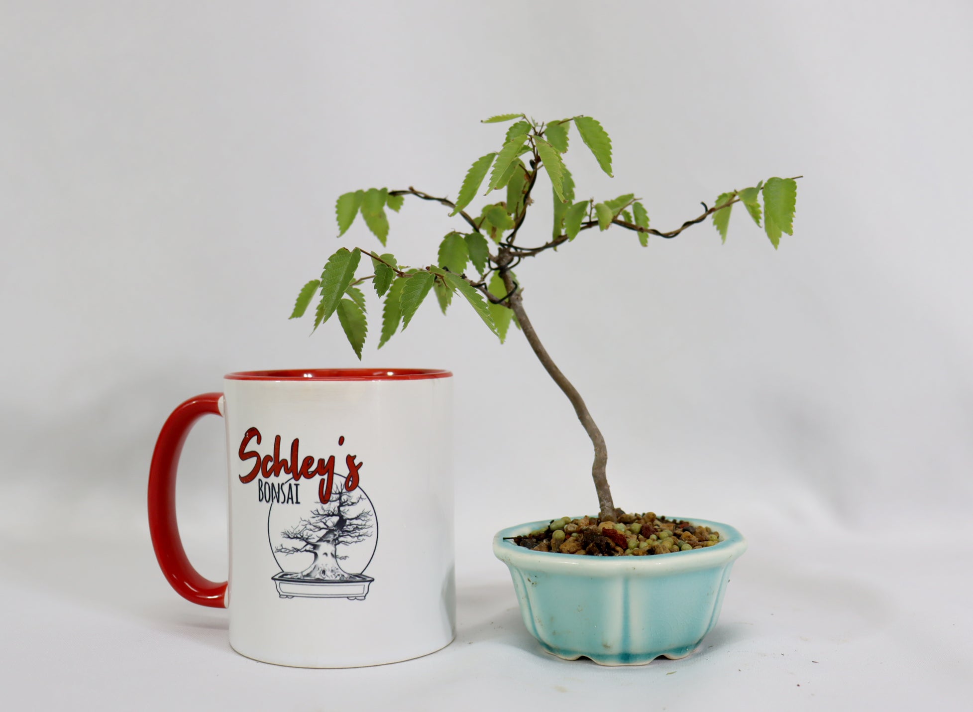 Zelkova in a Chopped 3.5