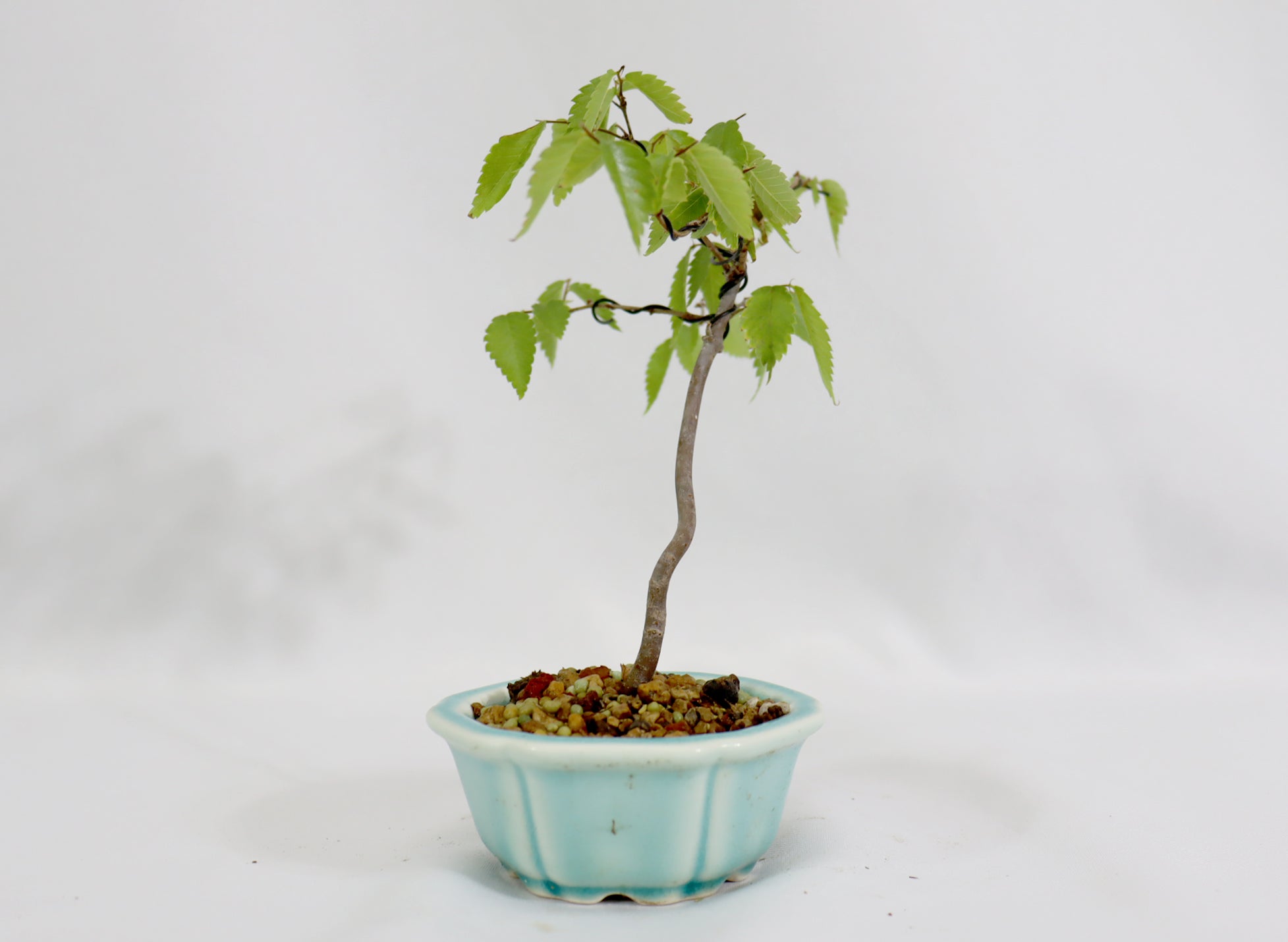 Zelkova in a Chopped Quality Pot - Schley's Bonsai
