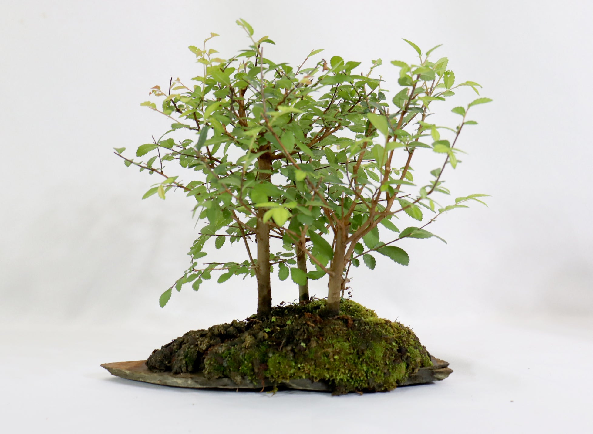 Chinese Elm 3 tree Forest on a natural slate Slab