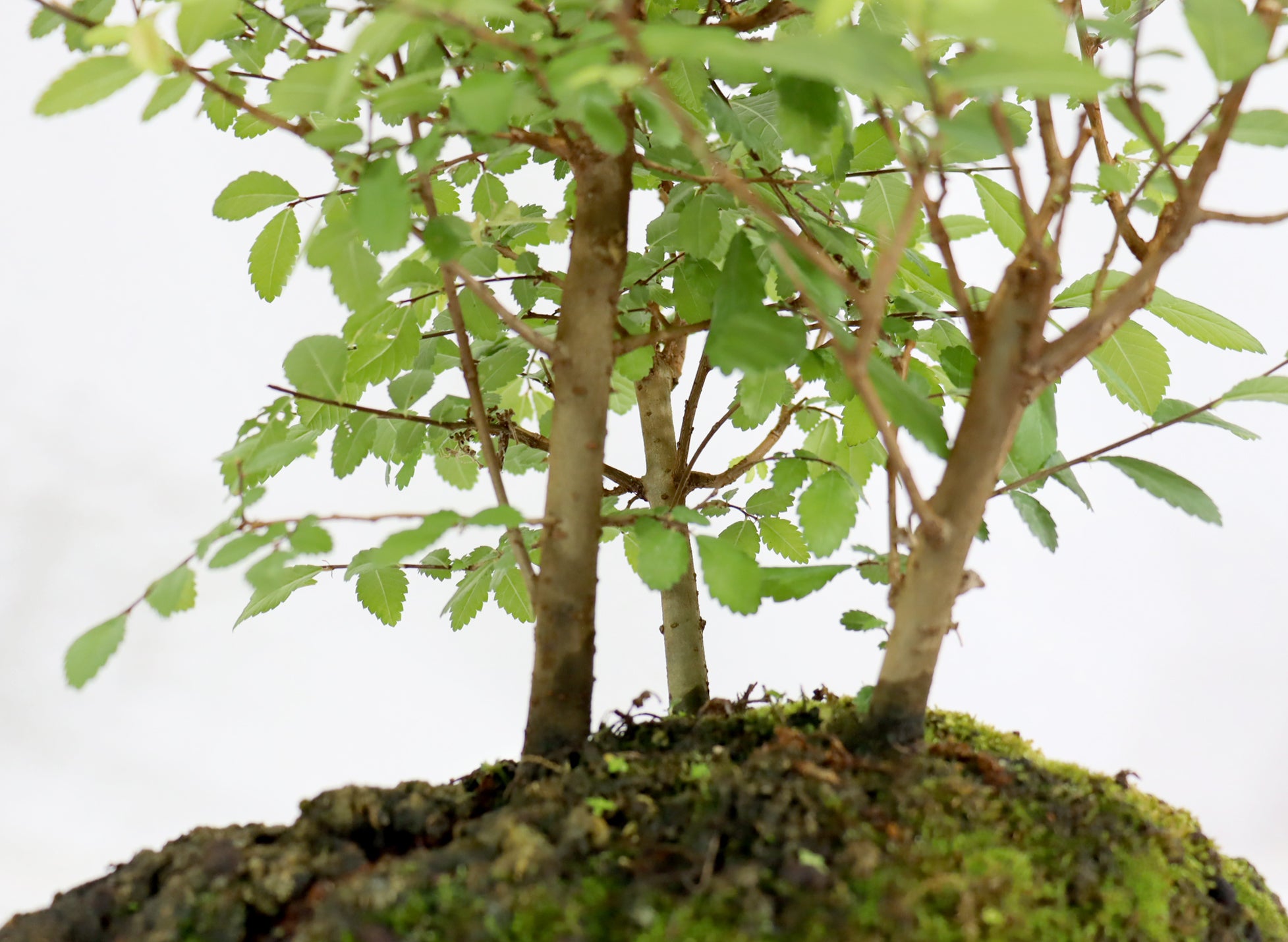 Chinese Elm 3 tree Forest on a natural slate Slab