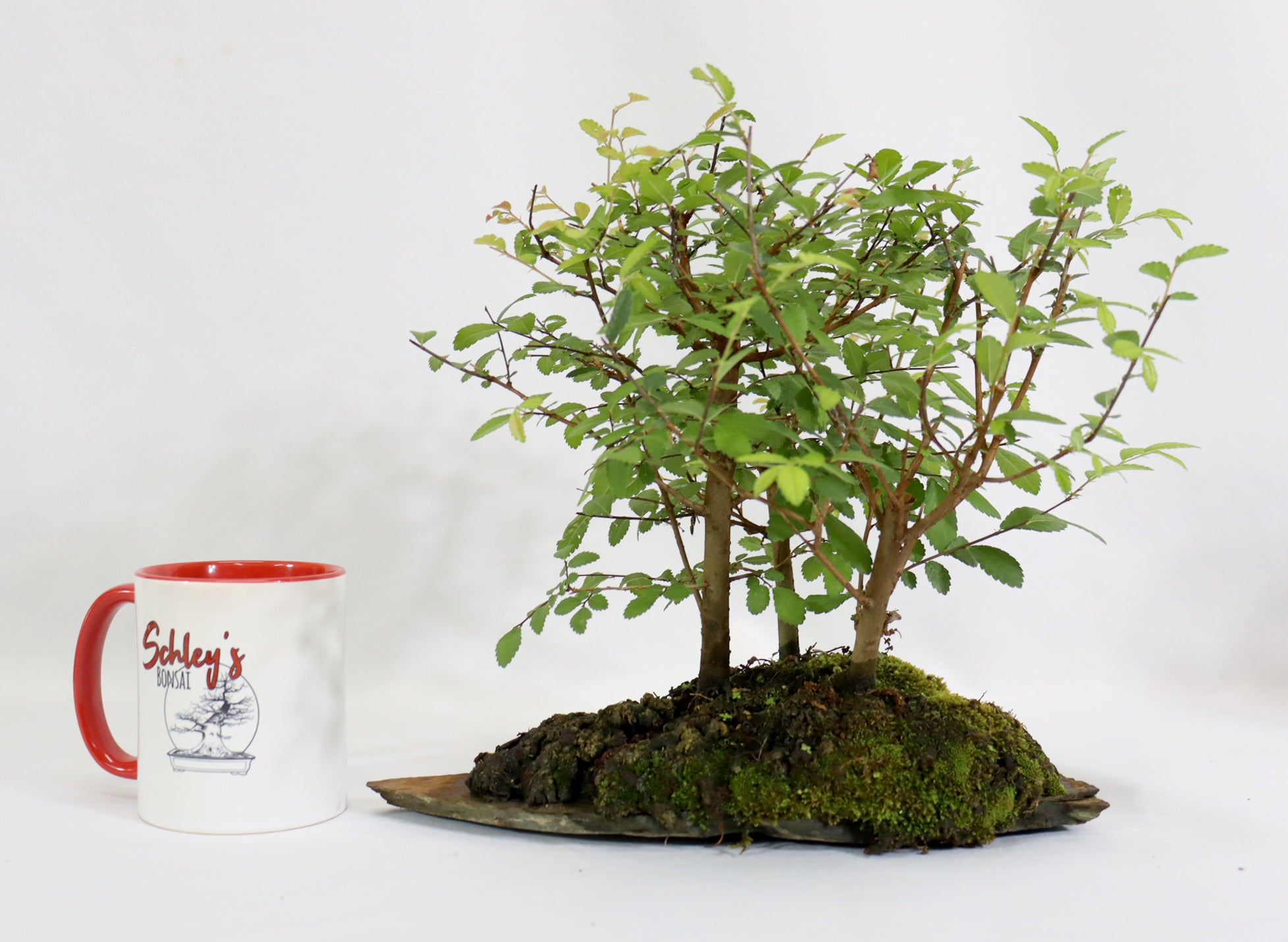 Chinese Elm 3 tree Forest on a natural slate Slab