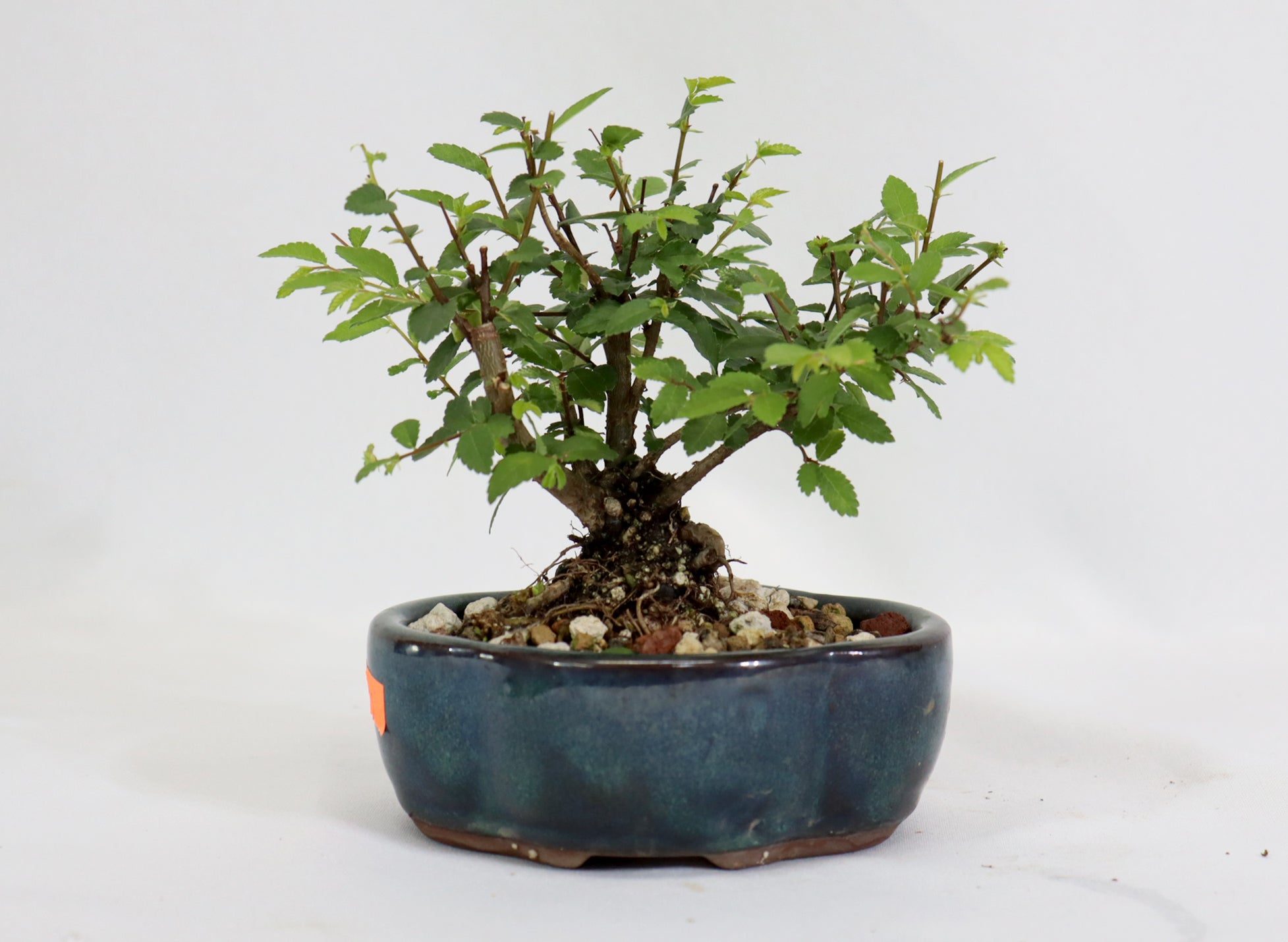 Chinese Elm in a Glazed Container