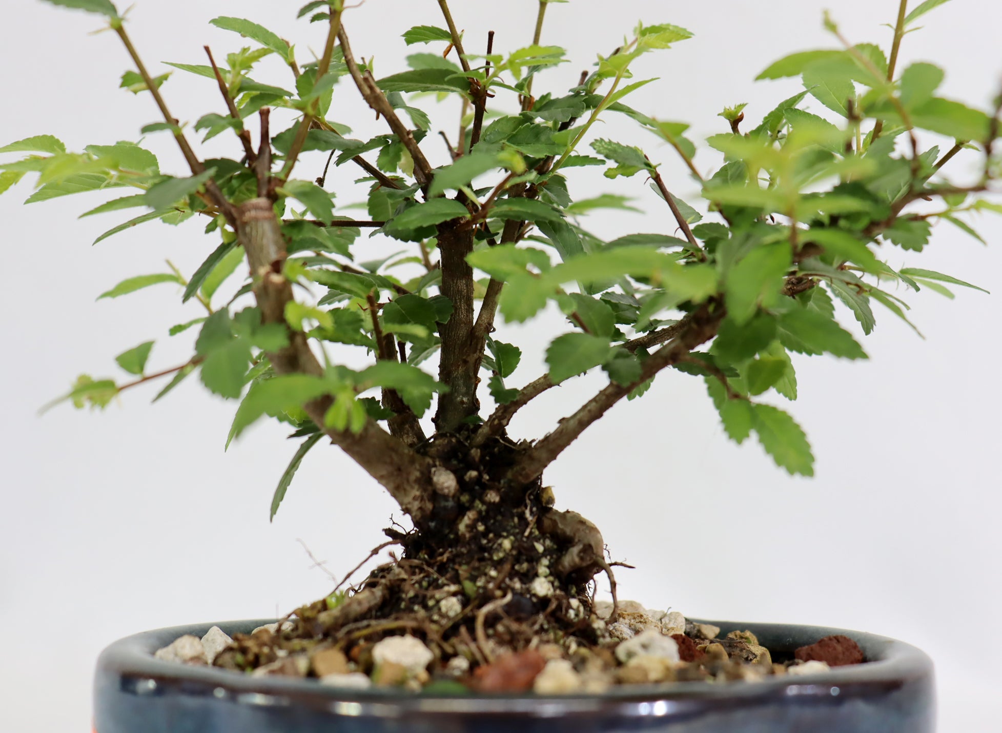Chinese Elm in a Glazed Container