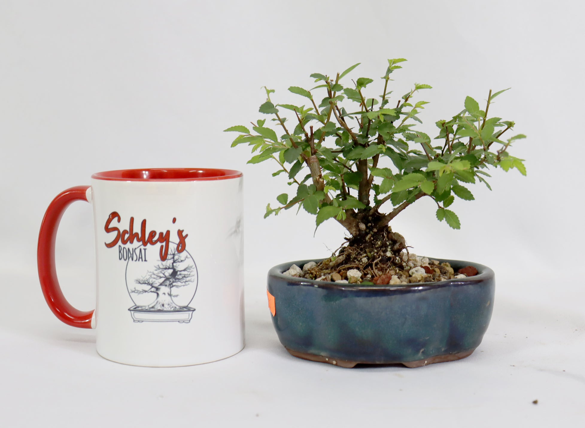 Chinese Elm in a Glazed Container