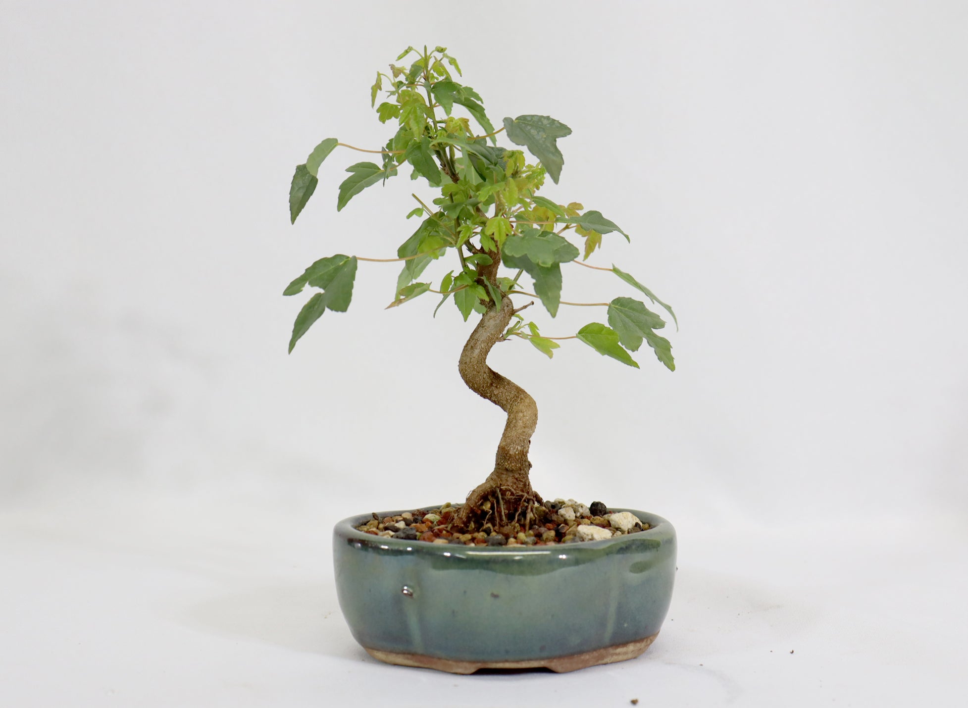 Trident Maple in a 5