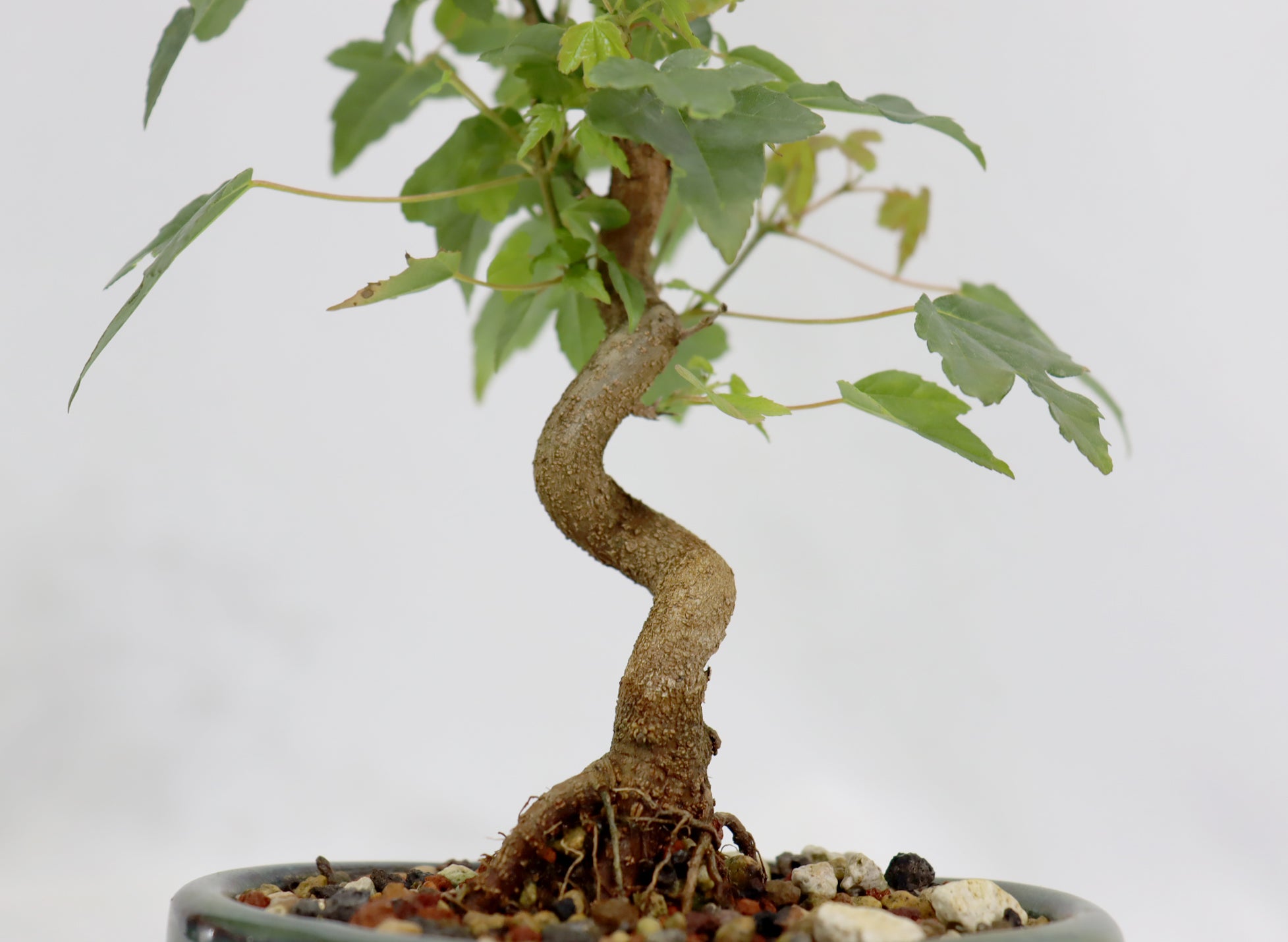 Trident Maple in a 5