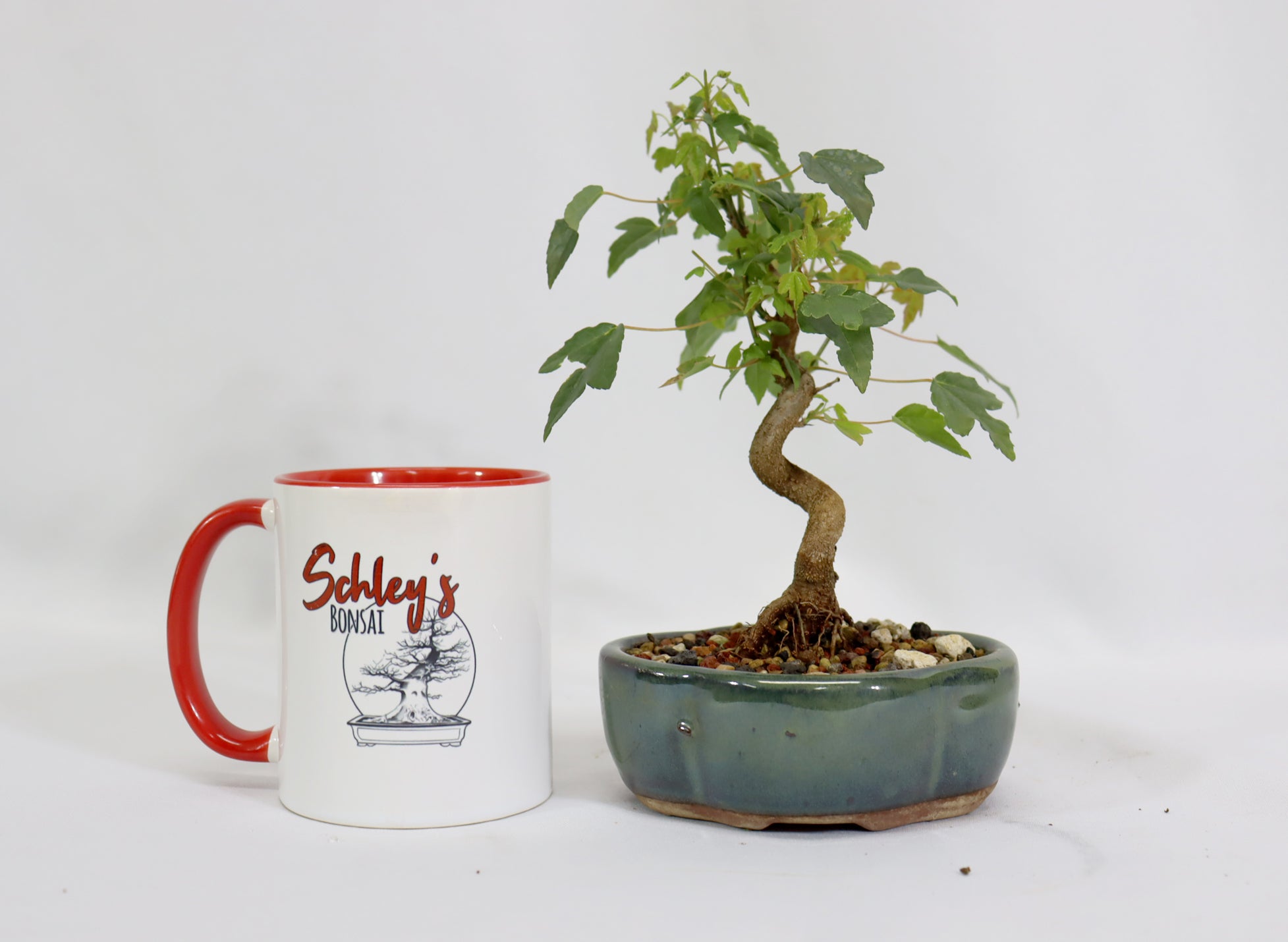 Trident Maple in a 5