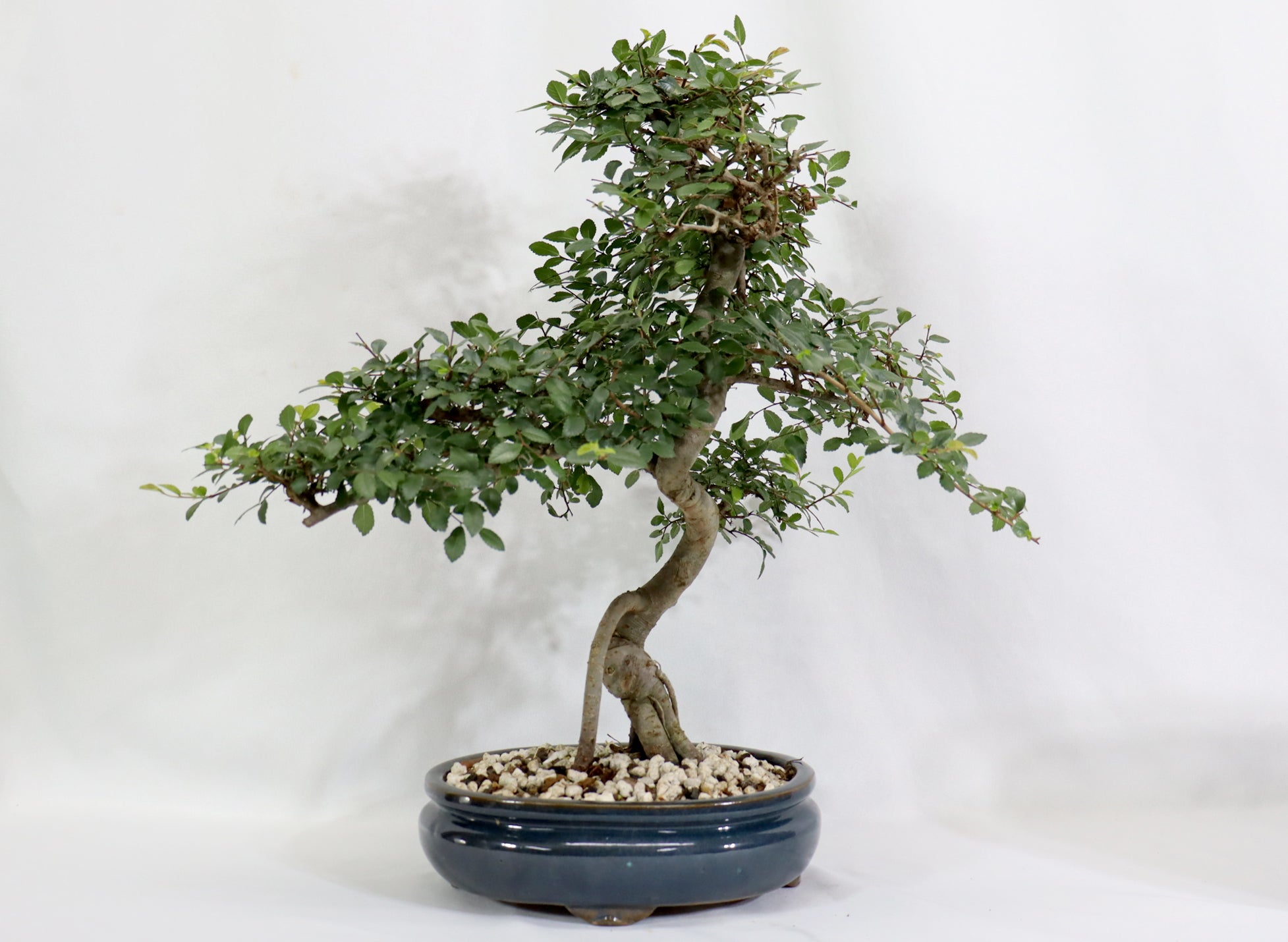 Chinese Elm in a Glazed Container - Schley's Bonsai