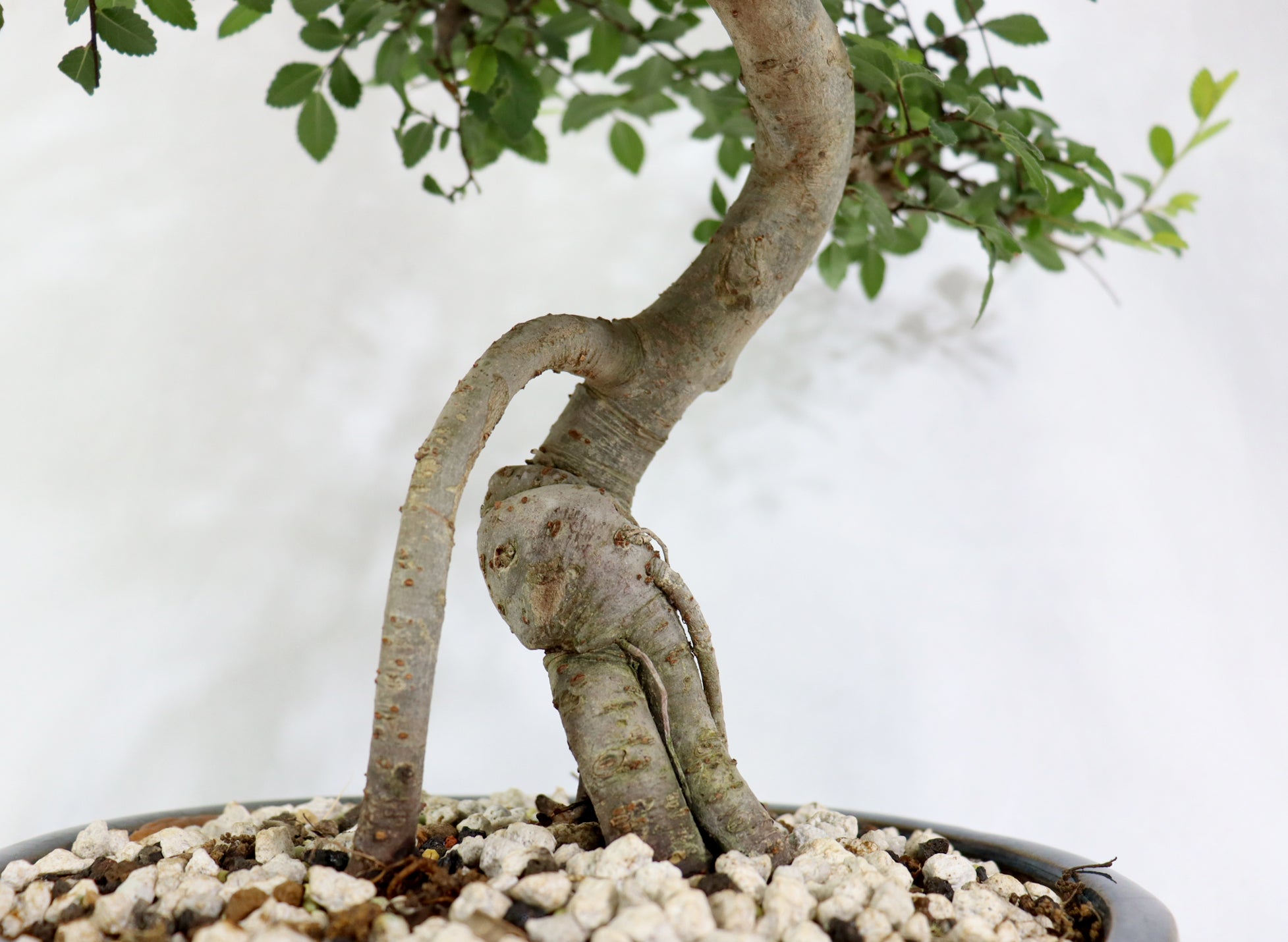 Chinese Elm in a Glazed Container