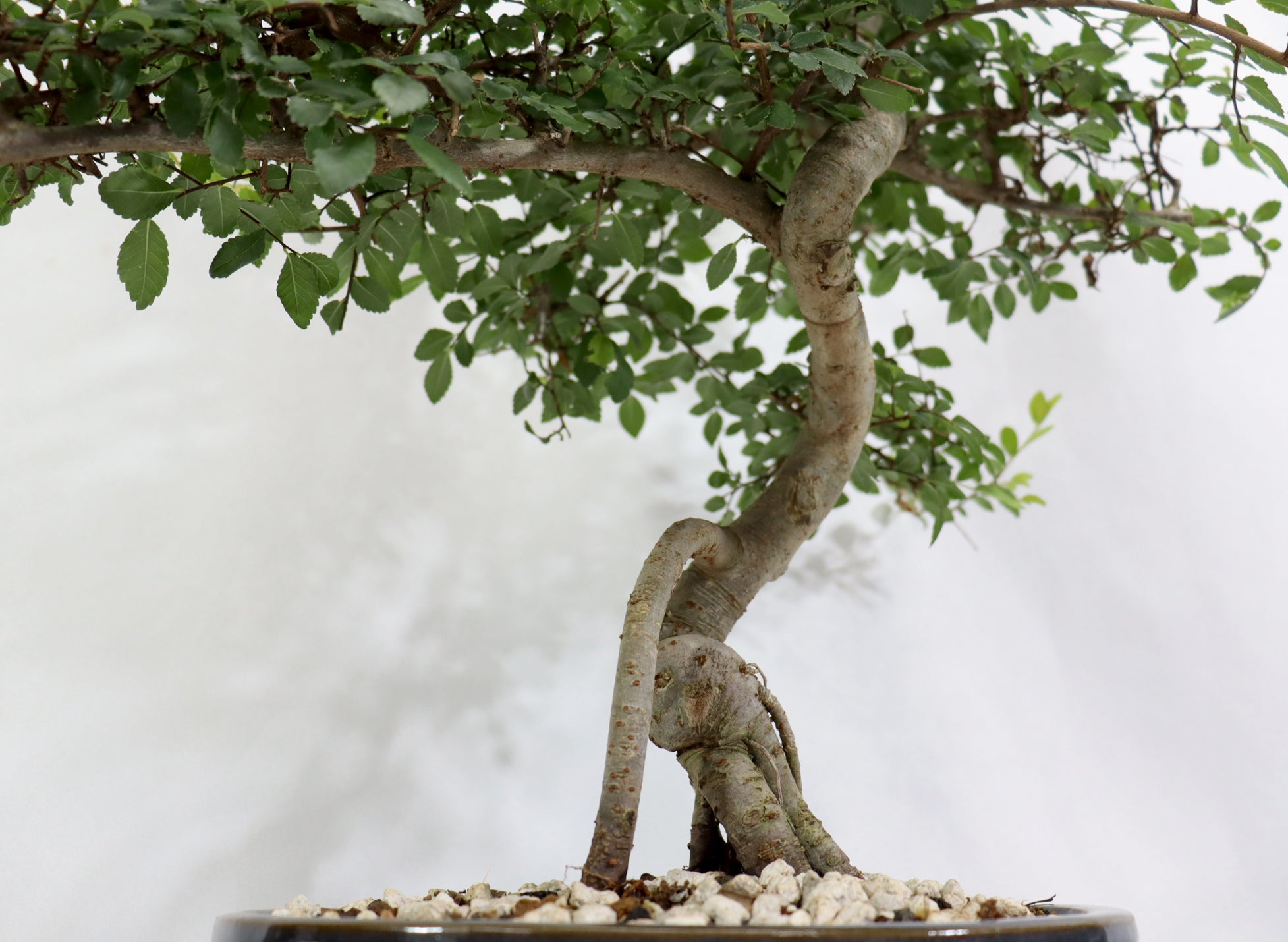 Chinese Elm in a Glazed Container