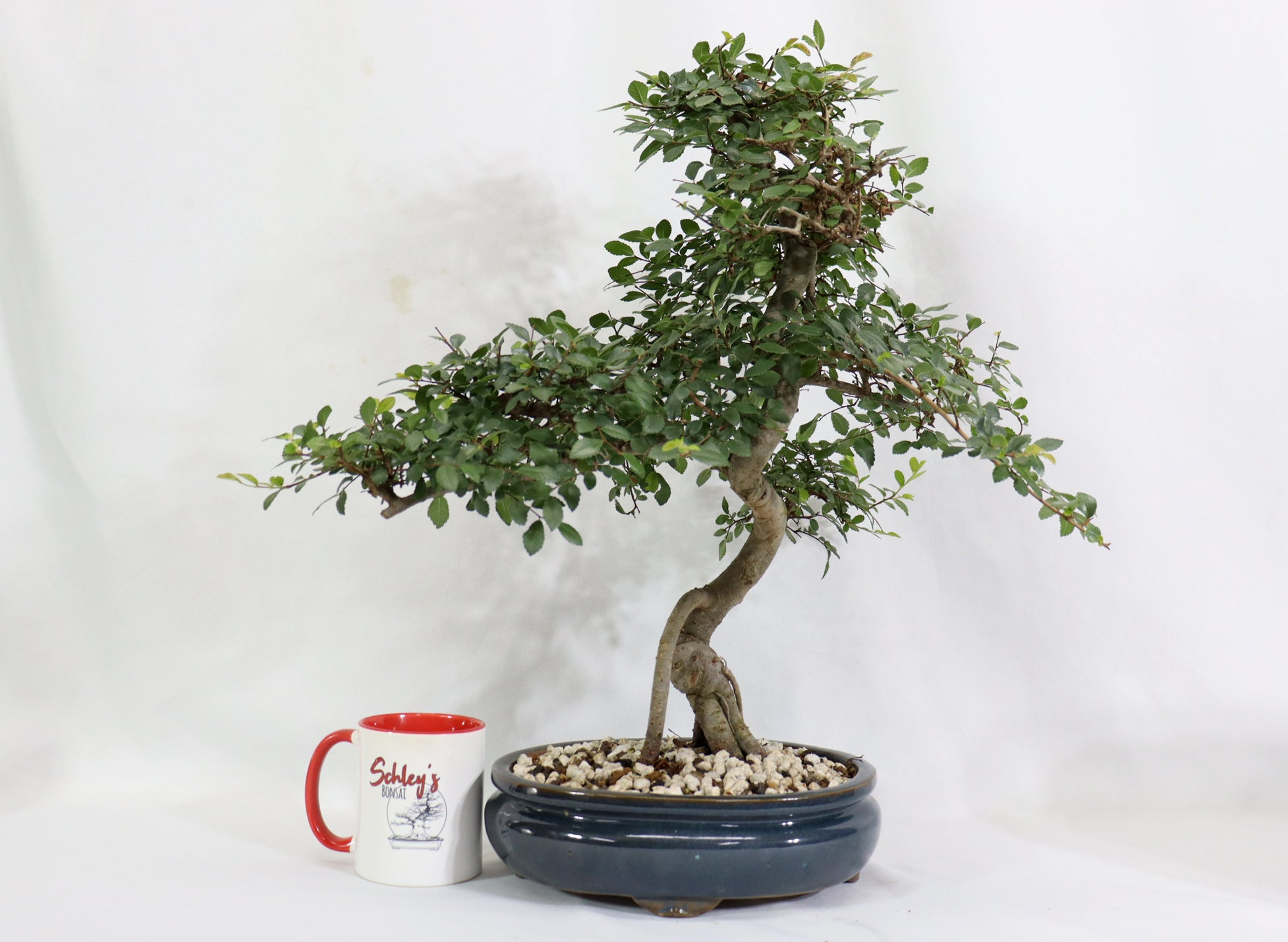 Chinese Elm in a Glazed Container - Schley's Bonsai