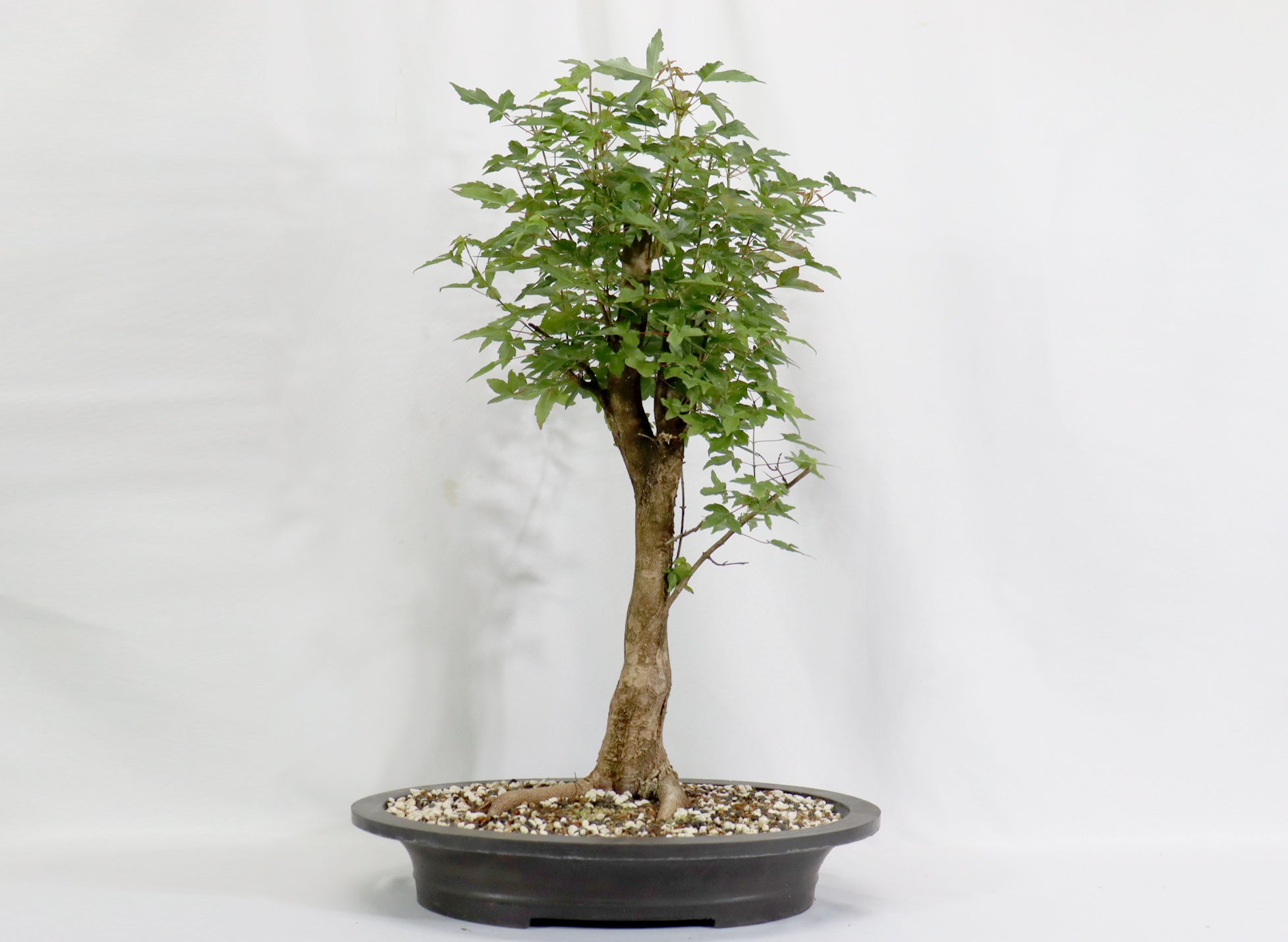 Oversized Trident Maple in a Mica Container