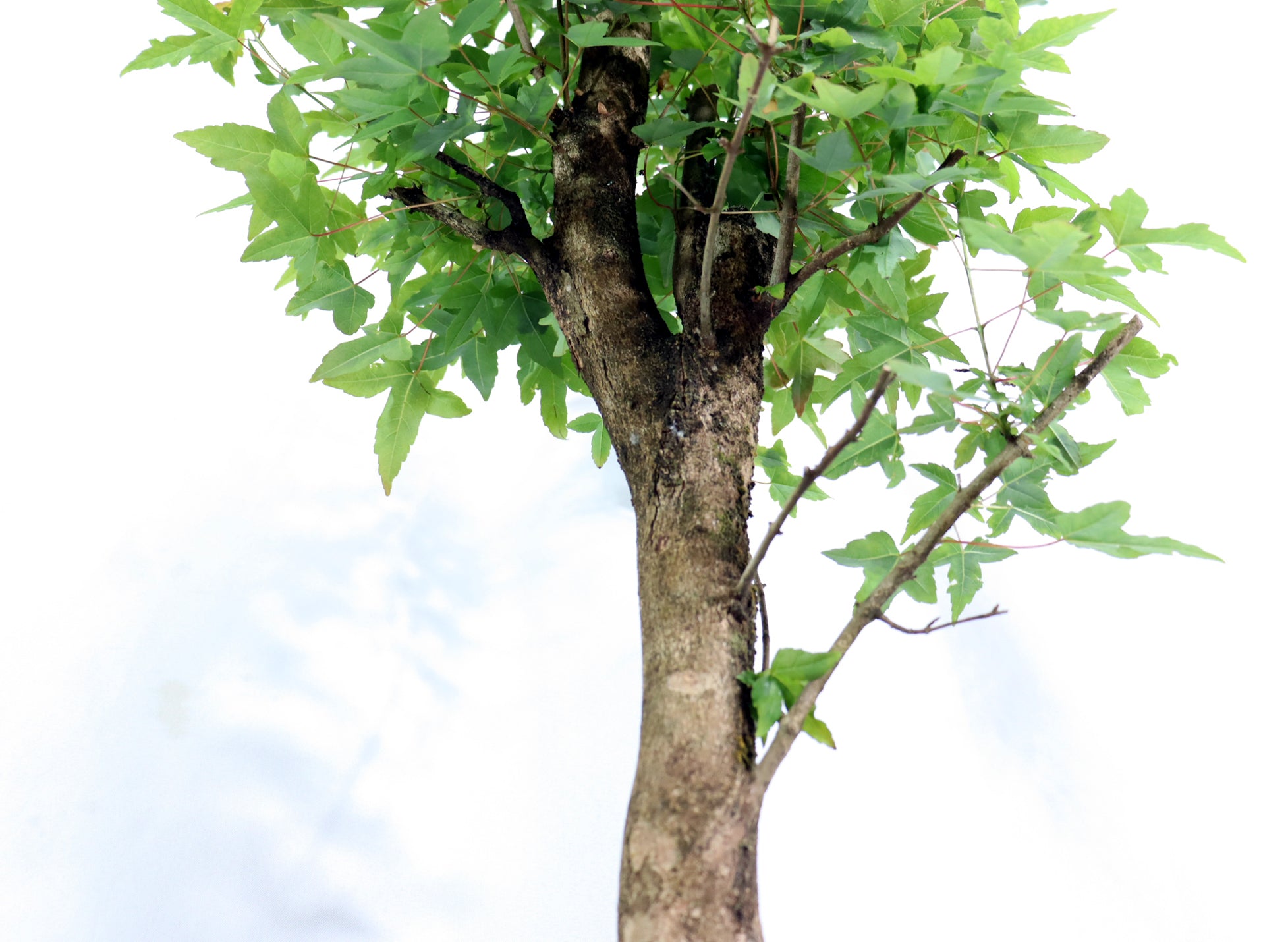 Oversized Trident Maple in a Mica Container