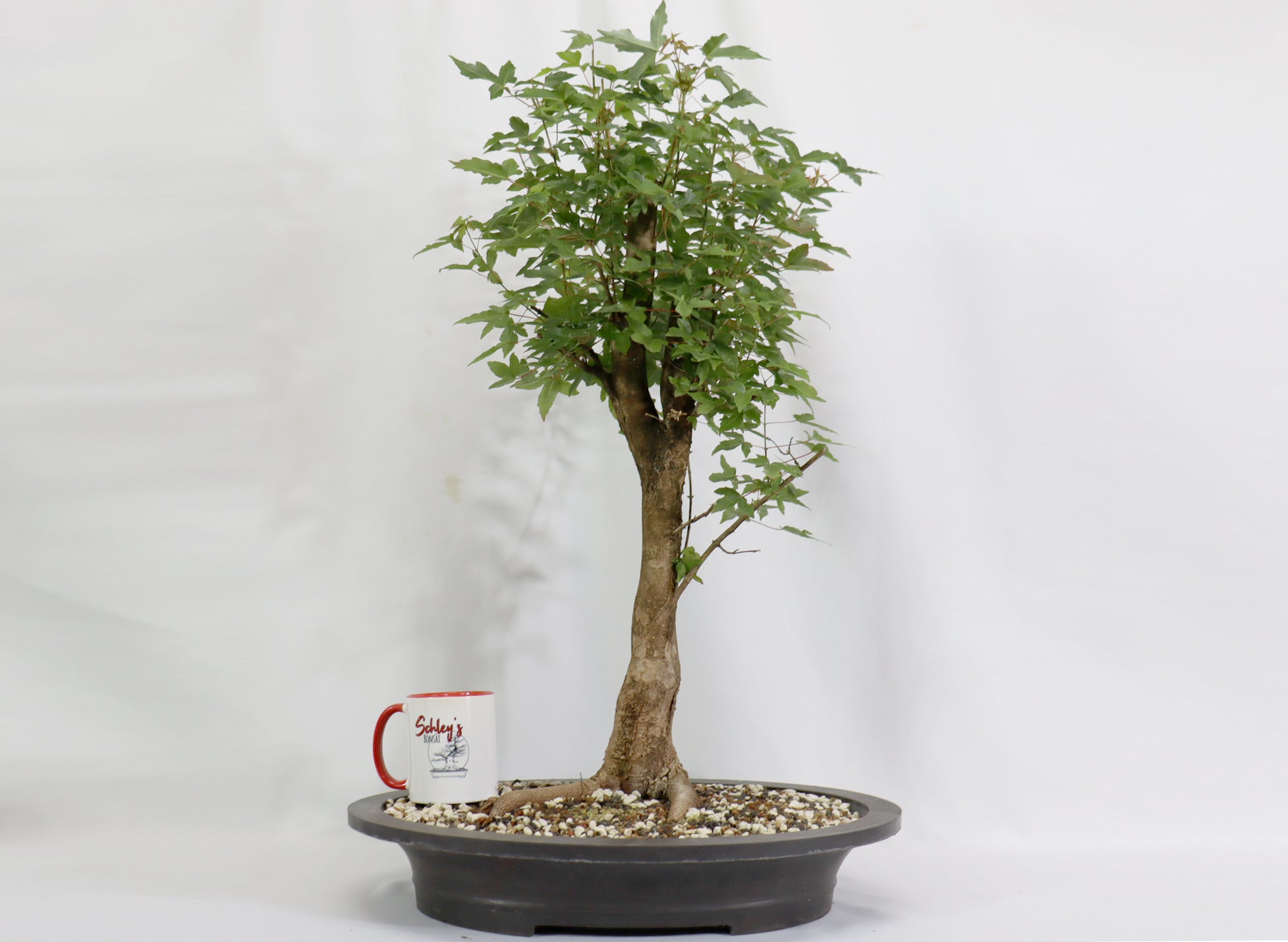 Oversized Trident Maple in a Mica Container