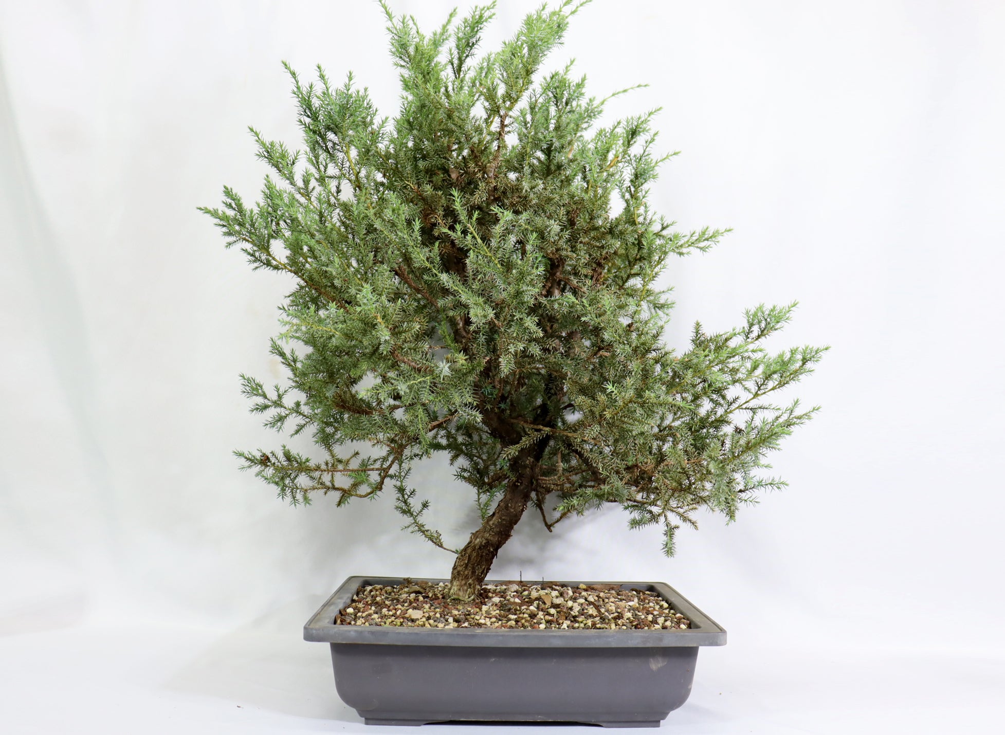 Oversized Foemina Juniper in a Plastic Trainer - Schley's Bonsai