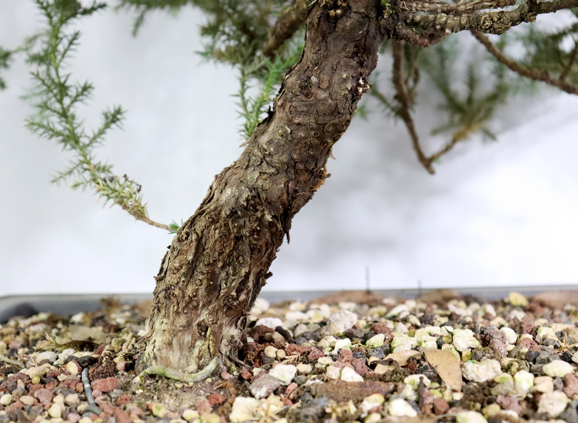 Oversized Foemina Juniper in a 17.5