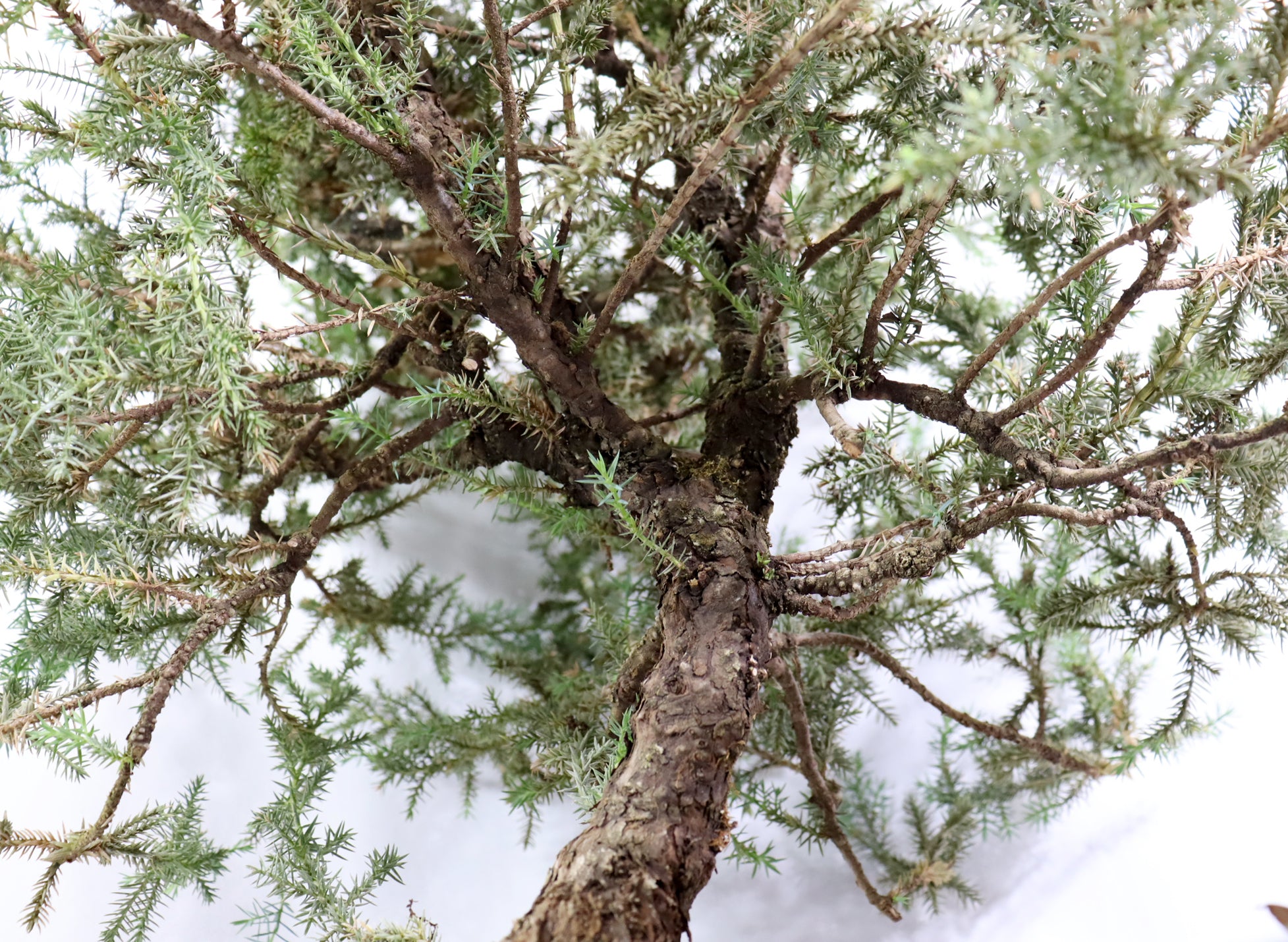 Oversized Foemina Juniper in a 17.5