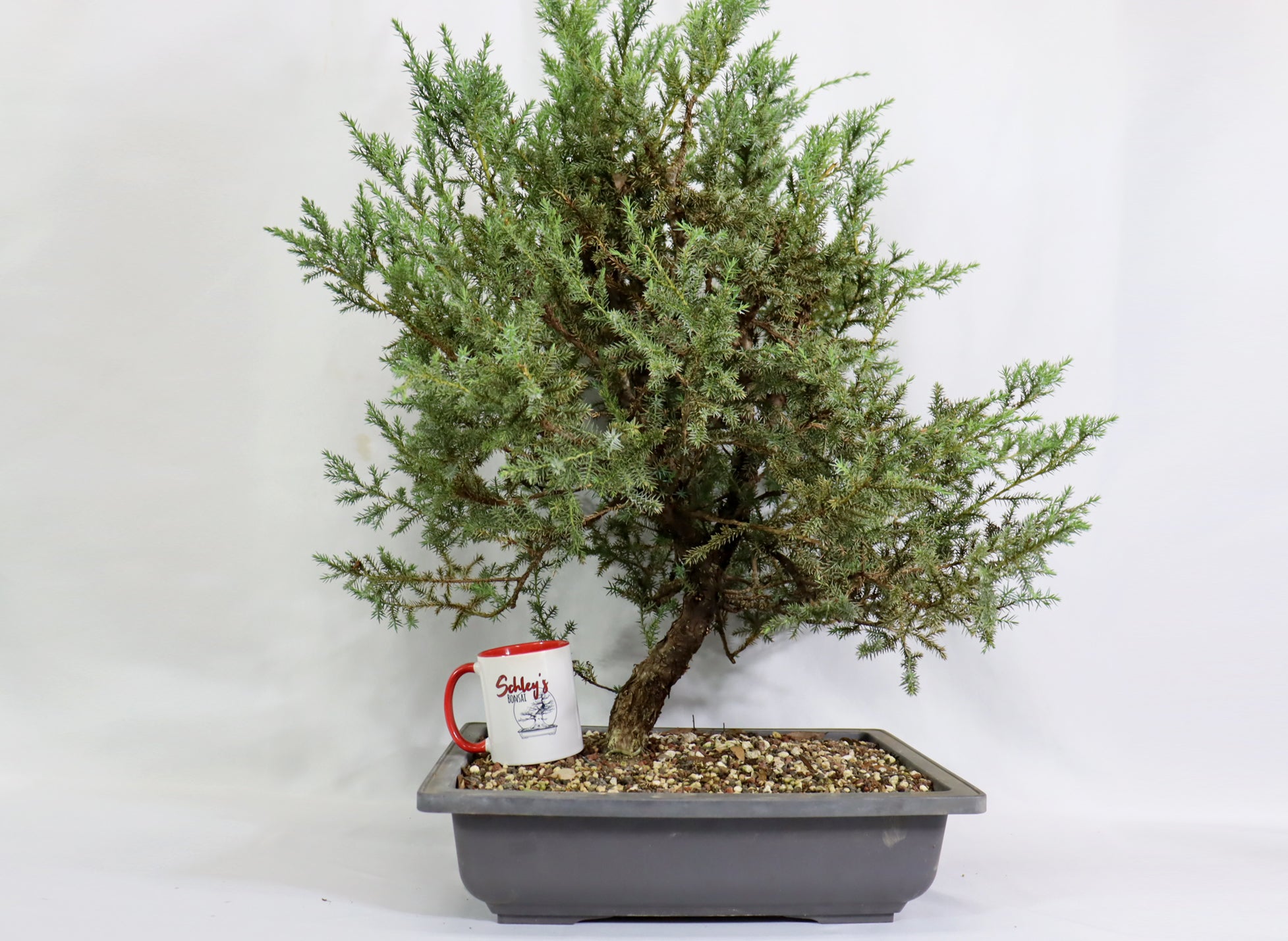 Oversized Foemina Juniper in a Plastic Trainer - Schley's Bonsai