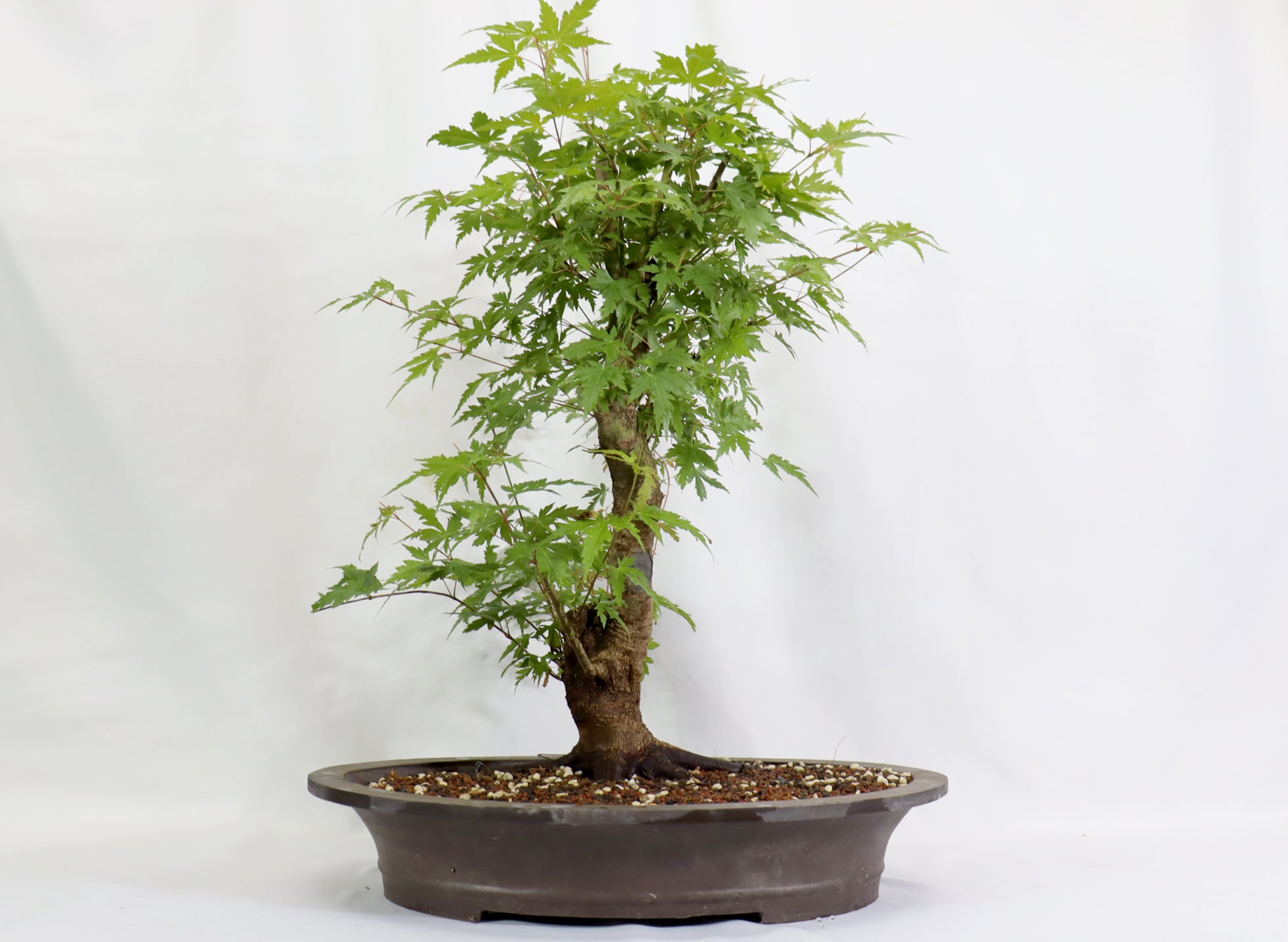 Oversized Japanese Maple in a Mica Pot - Schley's Bonsai