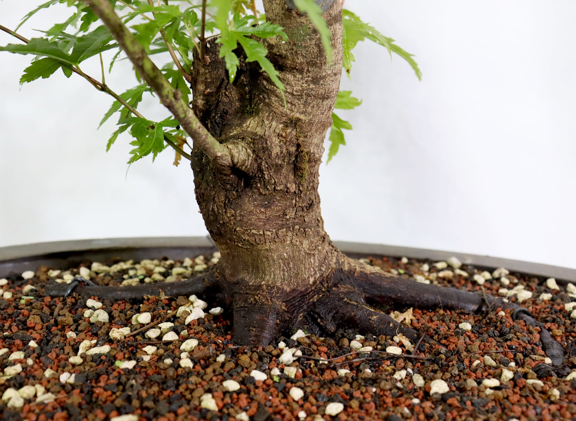 Oversized Japanese Maple in a Mica Pot
