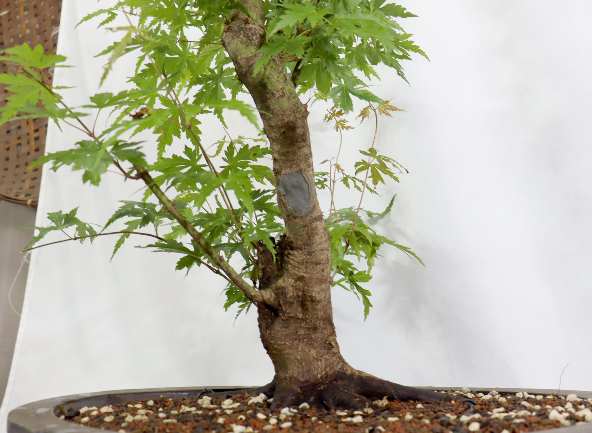 Oversized Japanese Maple in a Mica Pot