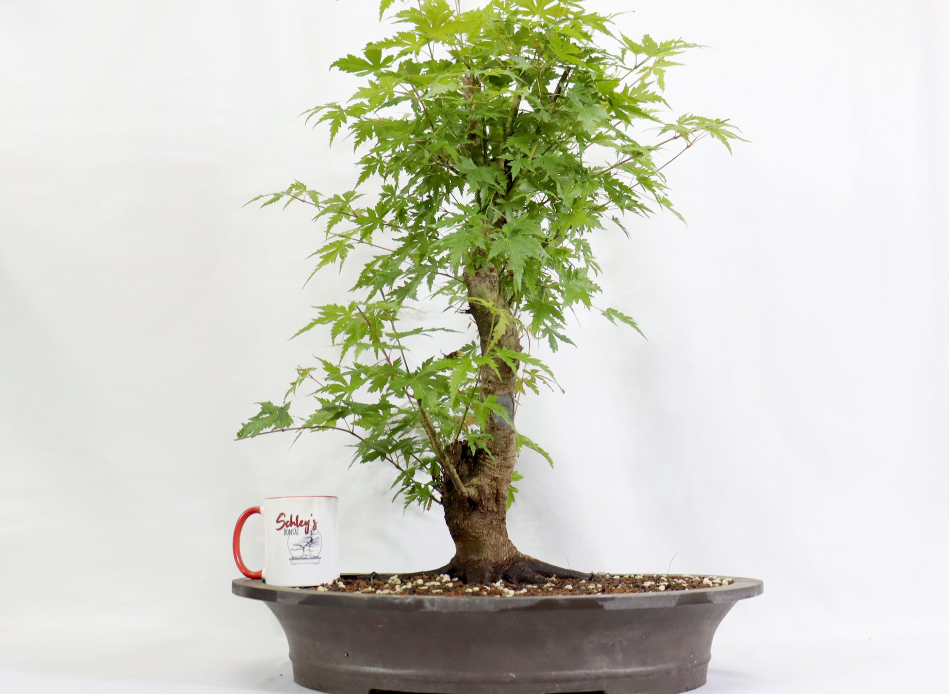 Oversized Japanese Maple in a Mica Pot - Schley's Bonsai