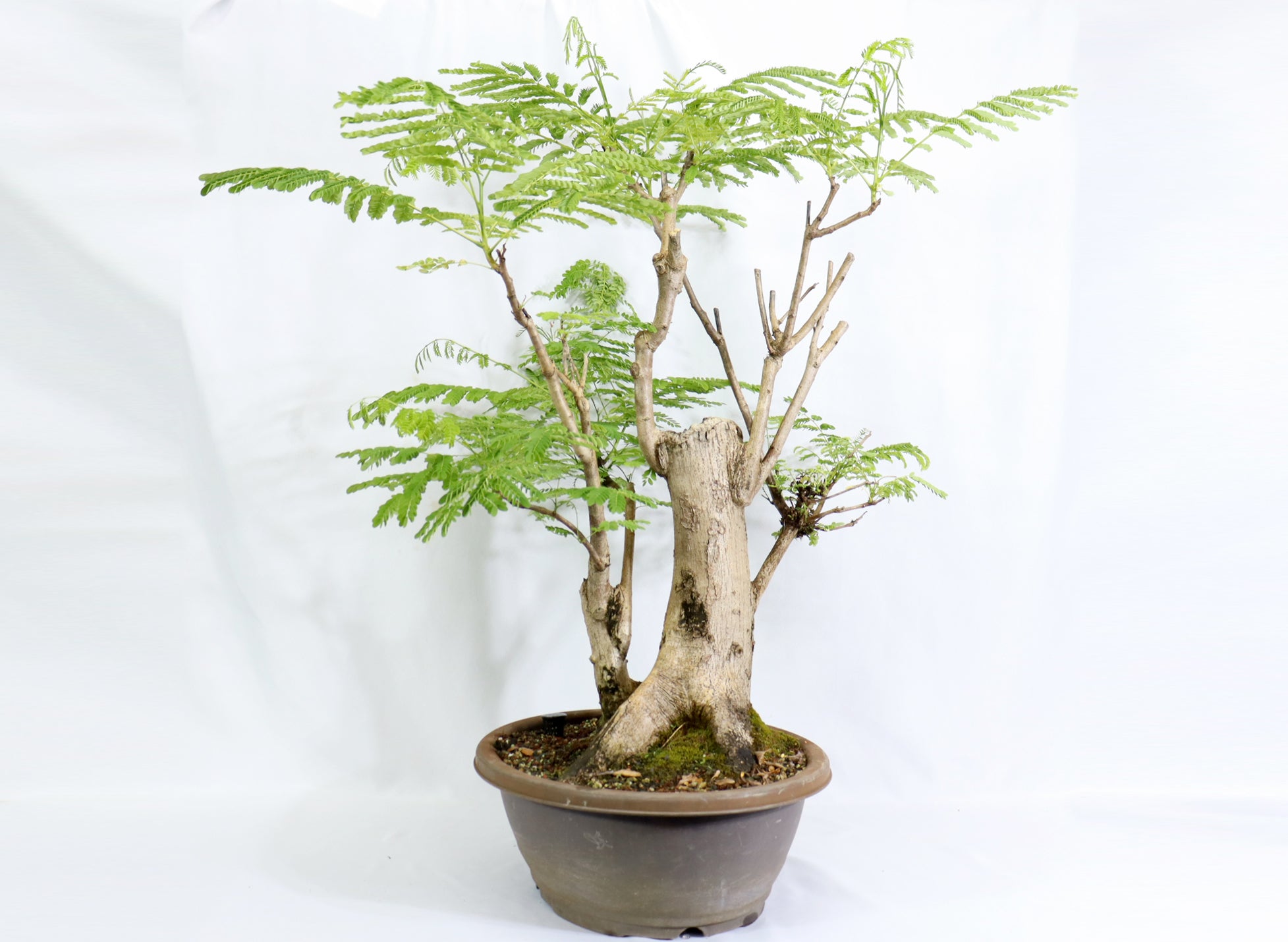 Oversized Royal Poinciana in a Training Pot - Schley's Bonsai
