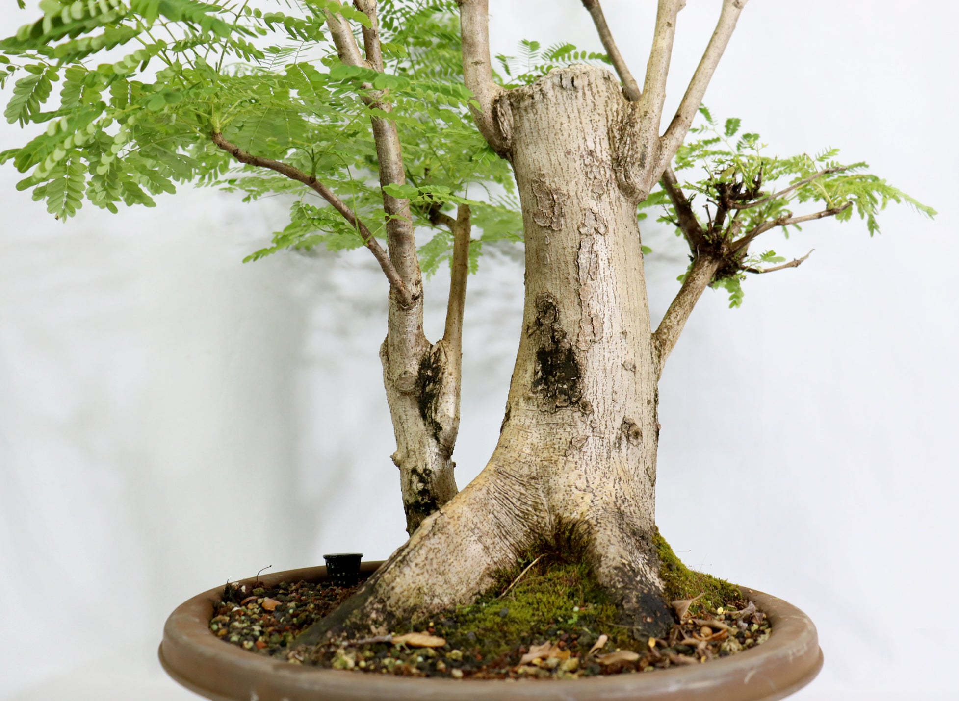 Oversized Royal Poinciana in a Training Pot
