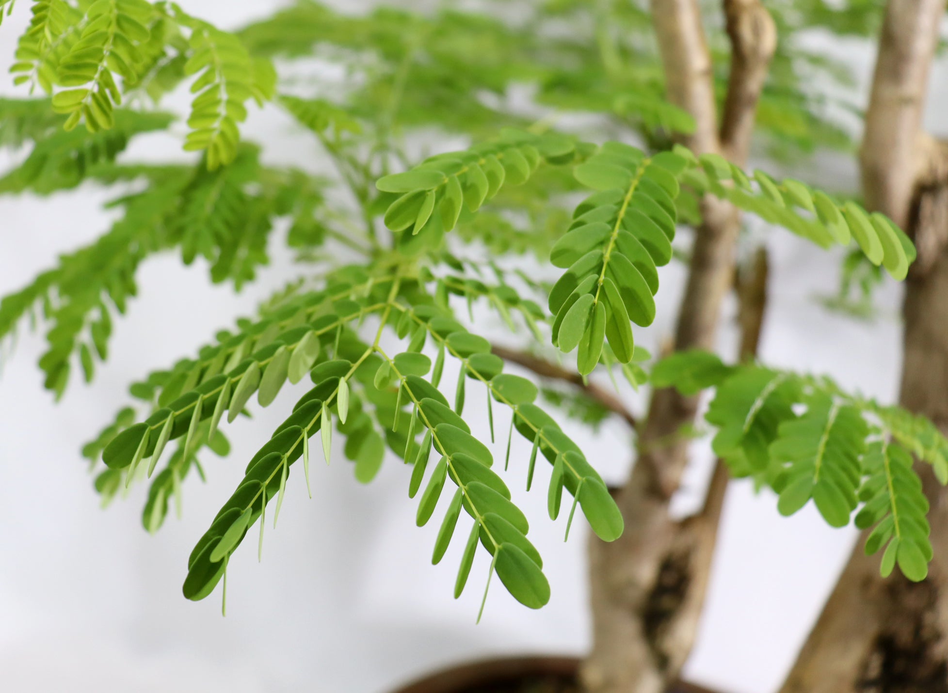 Oversized Royal Poinciana in a Training Pot