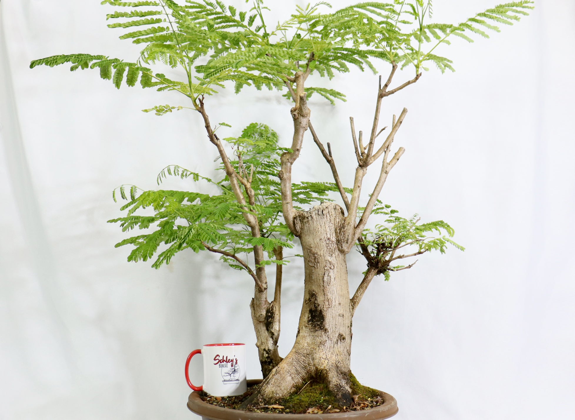 Oversized Royal Poinciana in a Training Pot