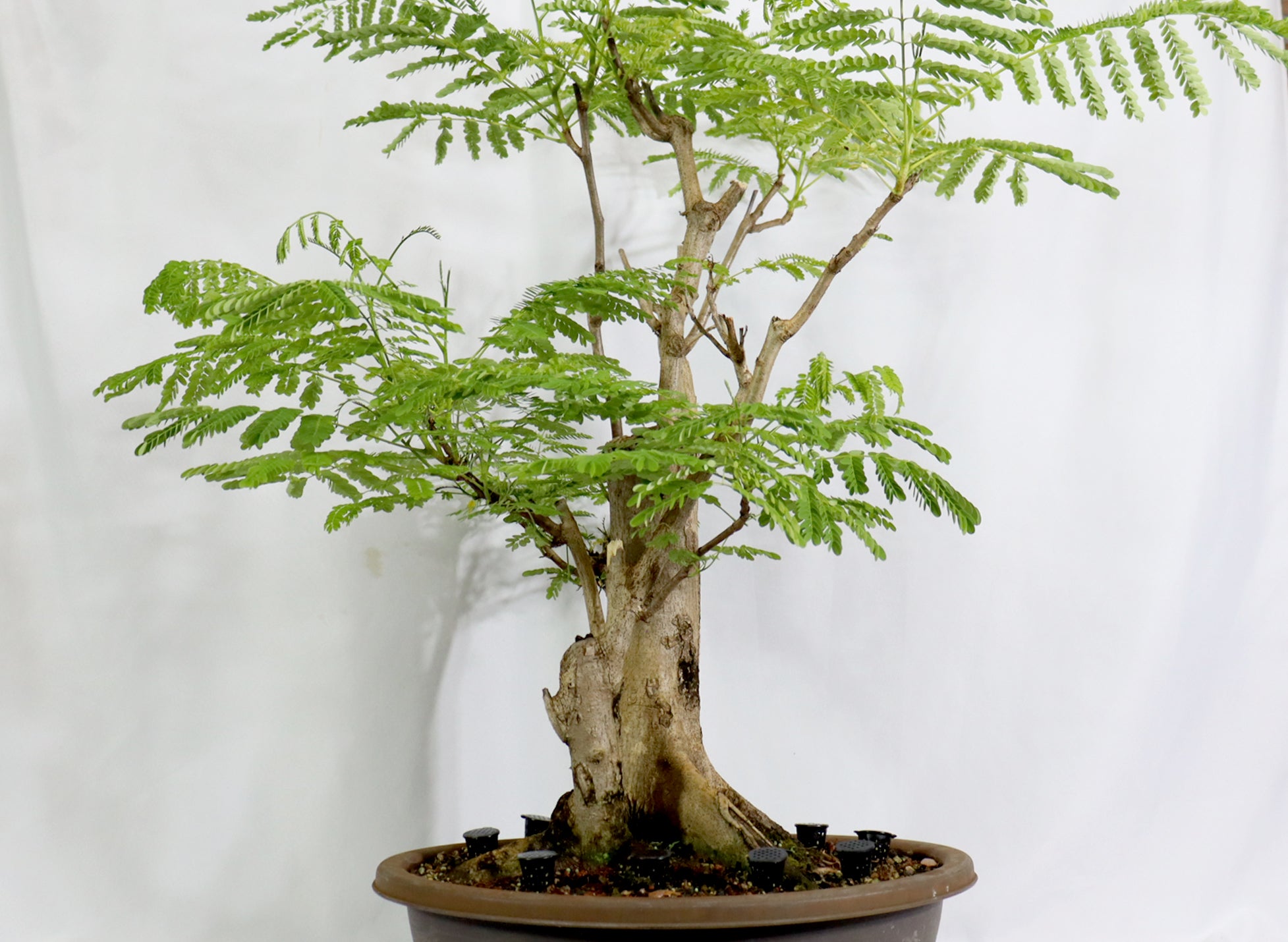 Oversized Royal Poinciana in a Training Pot