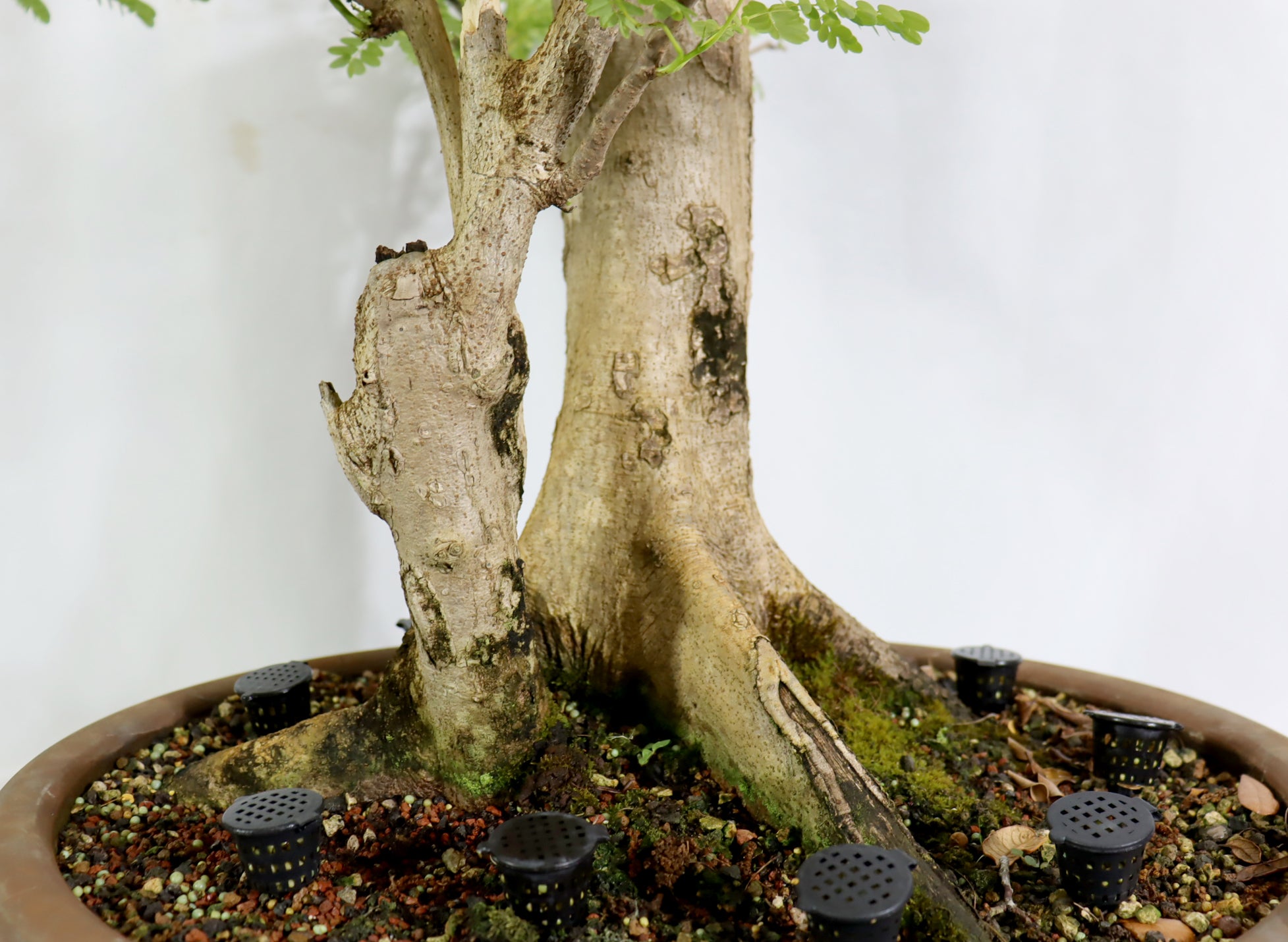 Oversized Royal Poinciana in a Training Pot - Schley's Bonsai
