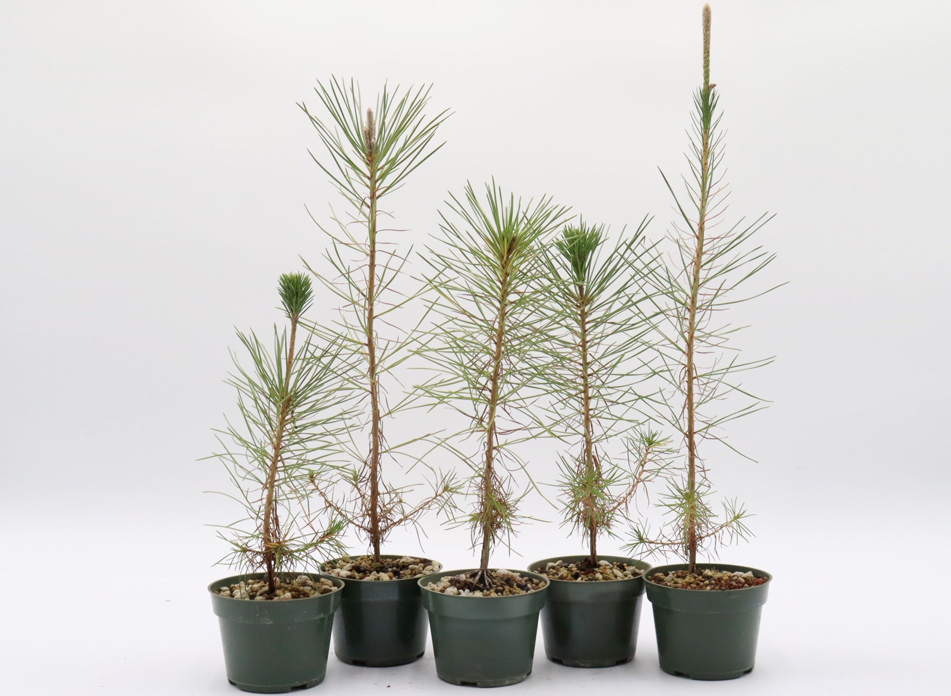 Assorted Japanese Black Pine Seedlings in Four Inch Plastic Pots