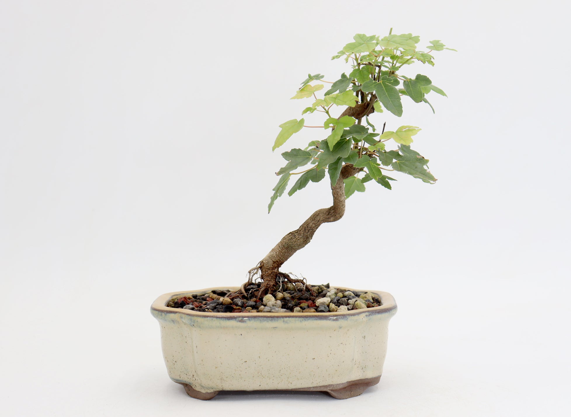 Trident Maple in a 6